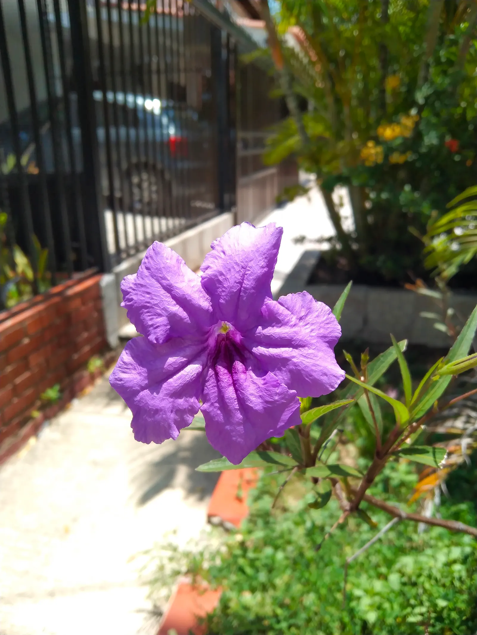 Mexican Bluebell (Ruellia Simplex) — it requires well-draining soil and benefits from occasional pruning to maintain its bushy appearance; growing up to 2 to 3