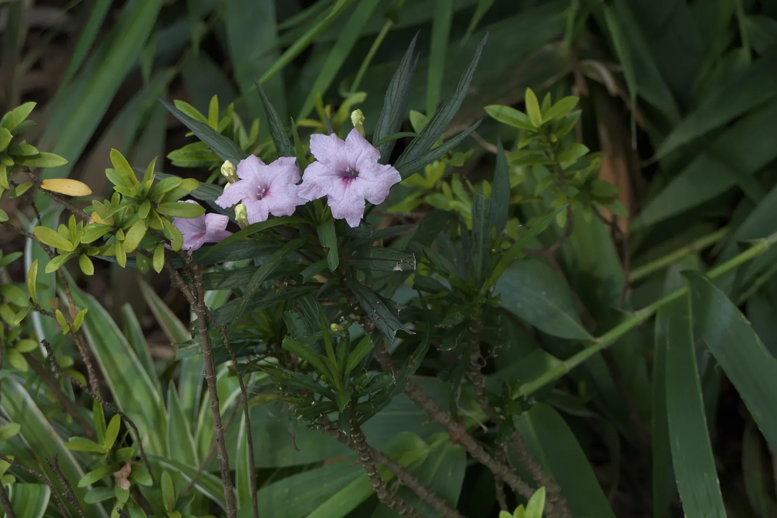 Mexican Bluebell (Ruellia Simplex) — dark green leaves and trumpet-like flowers; regular watering will keep this plant healthy, image 85
