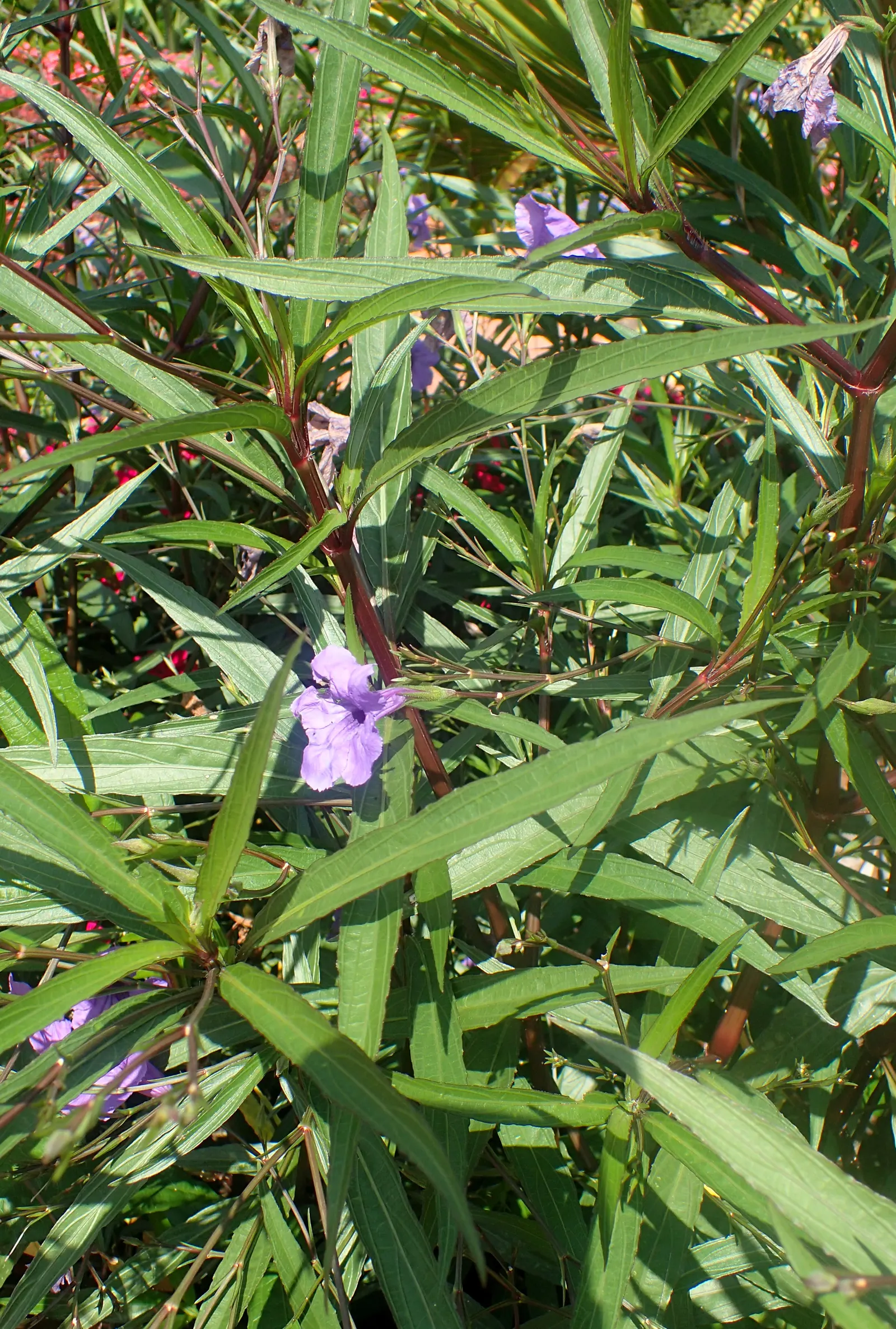 Mexican Bluebell (Ruellia Simplex) — perennial with blue and lavender and violet blooms; hardiness zones for this plant are 8 to 11