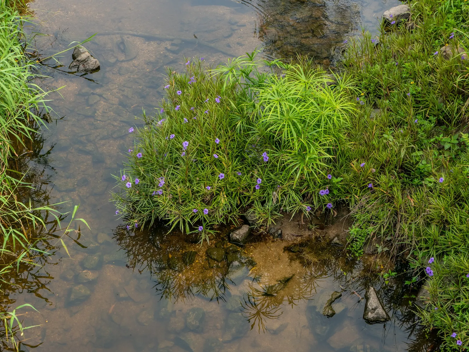 Mexican Bluebell (Ruellia Simplex) — blue and lavender and violet flowers in the garden; this lush plant is perfect for creating a lush