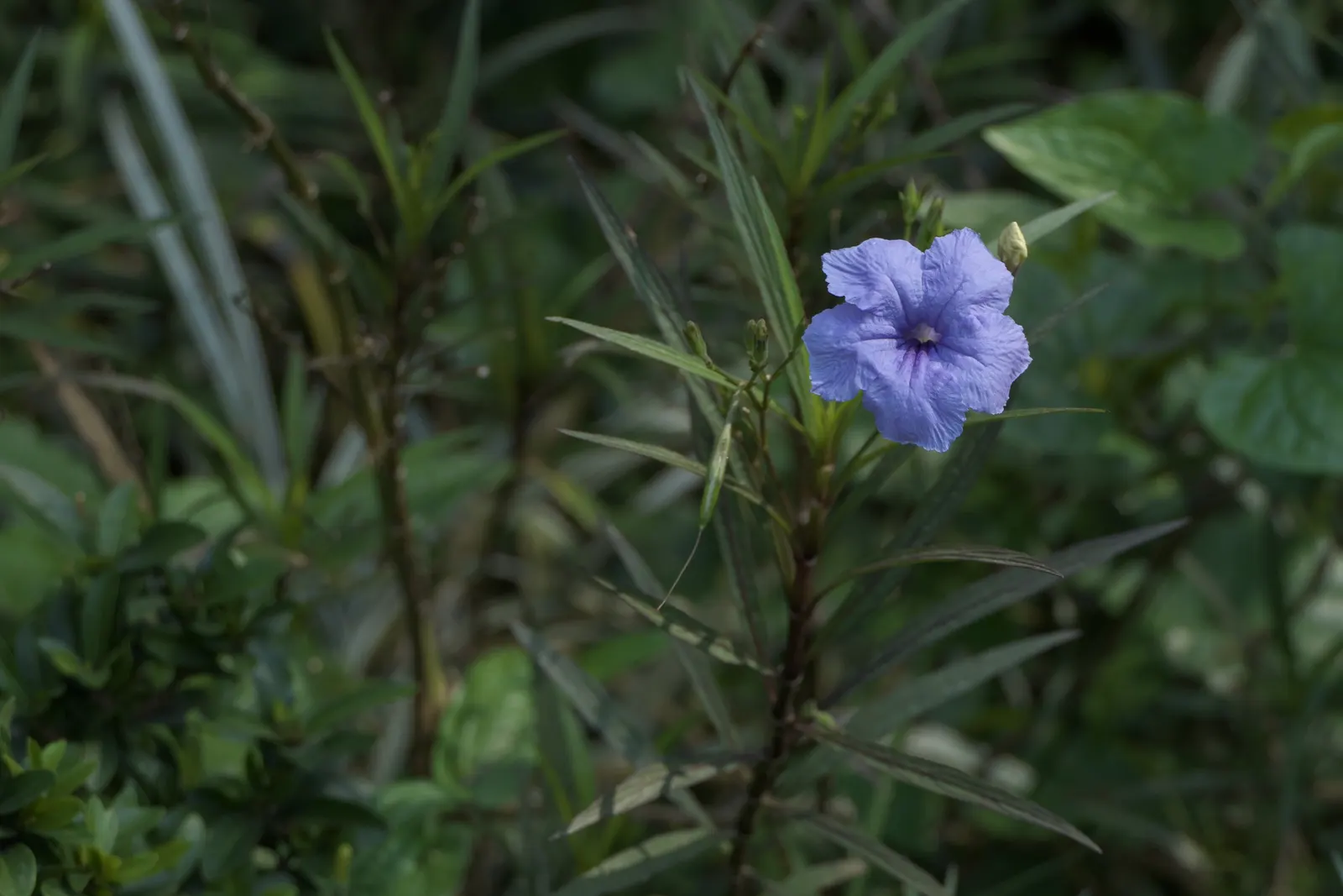 Mexican Bluebell (Ruellia Simplex) — Hardiness zones for this plant are 8 to 11; this drought-tolerant species also attracts hummingbirds and, image 90