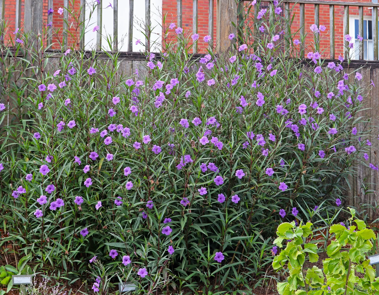 Mexican Bluebell (Ruellia Simplex) — It thrives in full sun to partial shade, reaching heights and spreads of 2-3 feet