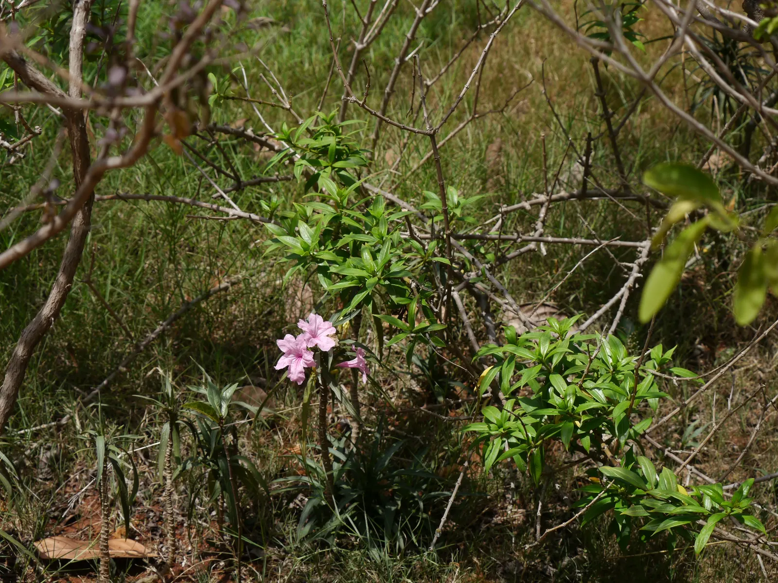 Mexican Bluebell (Ruellia Simplex) — enhancing the ecological value of your garden; making it relatively low-maintenance.<br><br>Furthermore