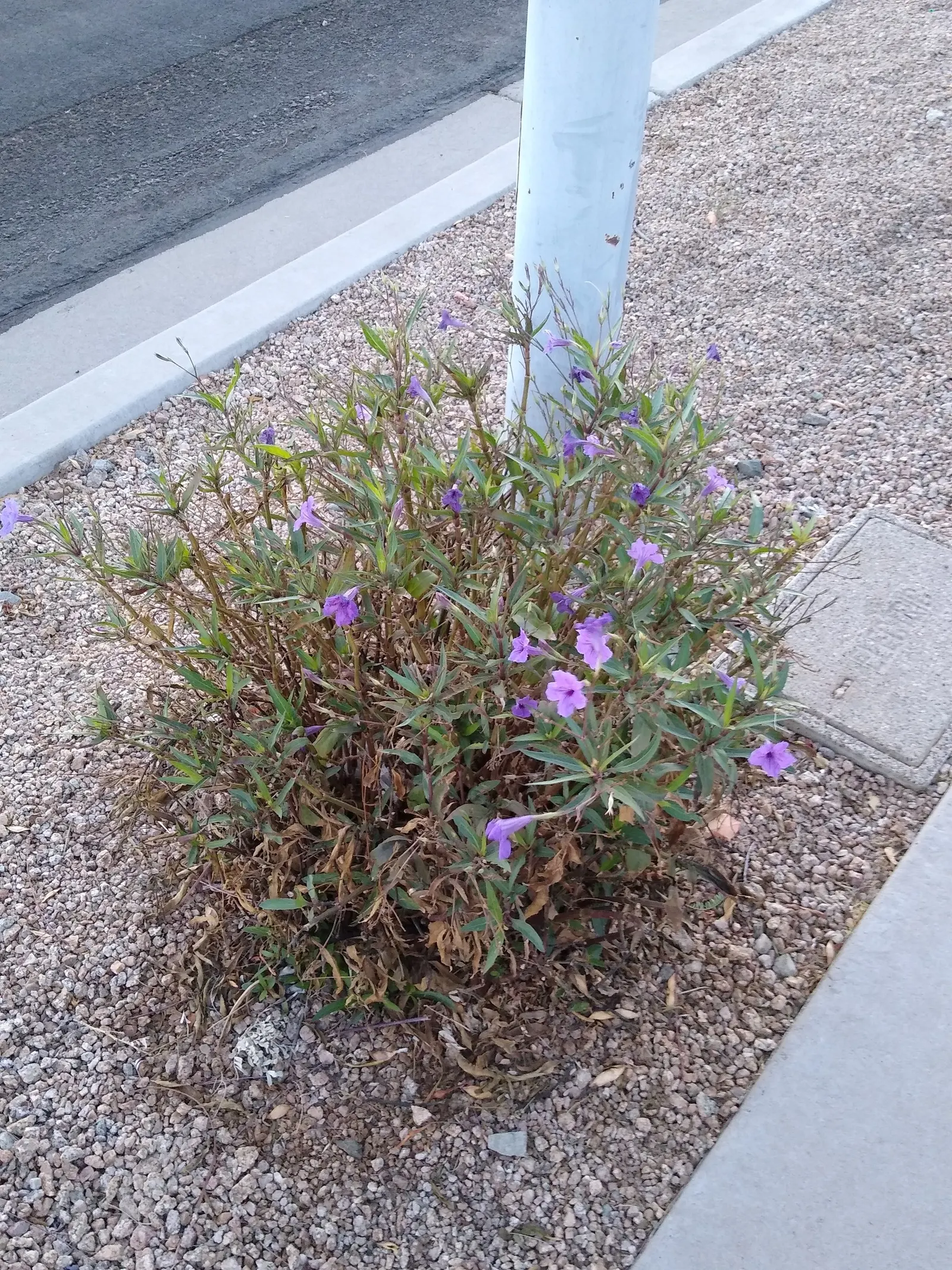 Mexican Bluebell (Ruellia Simplex) — the Mexican Bluebell is visually striking; perennial with blue and lavender and violet blooms, image 86