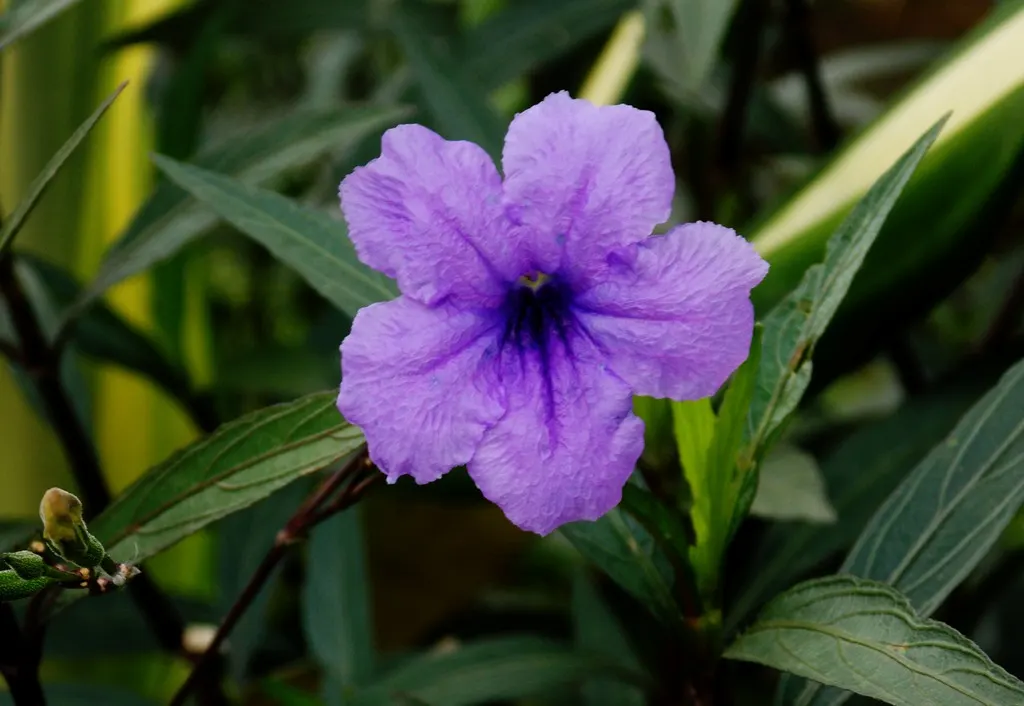 Mexican Bluebell (Ruellia Simplex) — dark green leaves and trumpet-like flowers