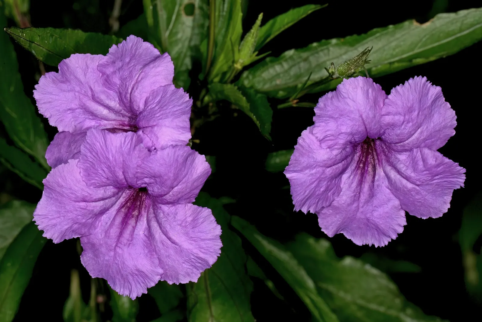 Mexican Bluebell (Ruellia Simplex) — enhancing the ecological value of your garden
