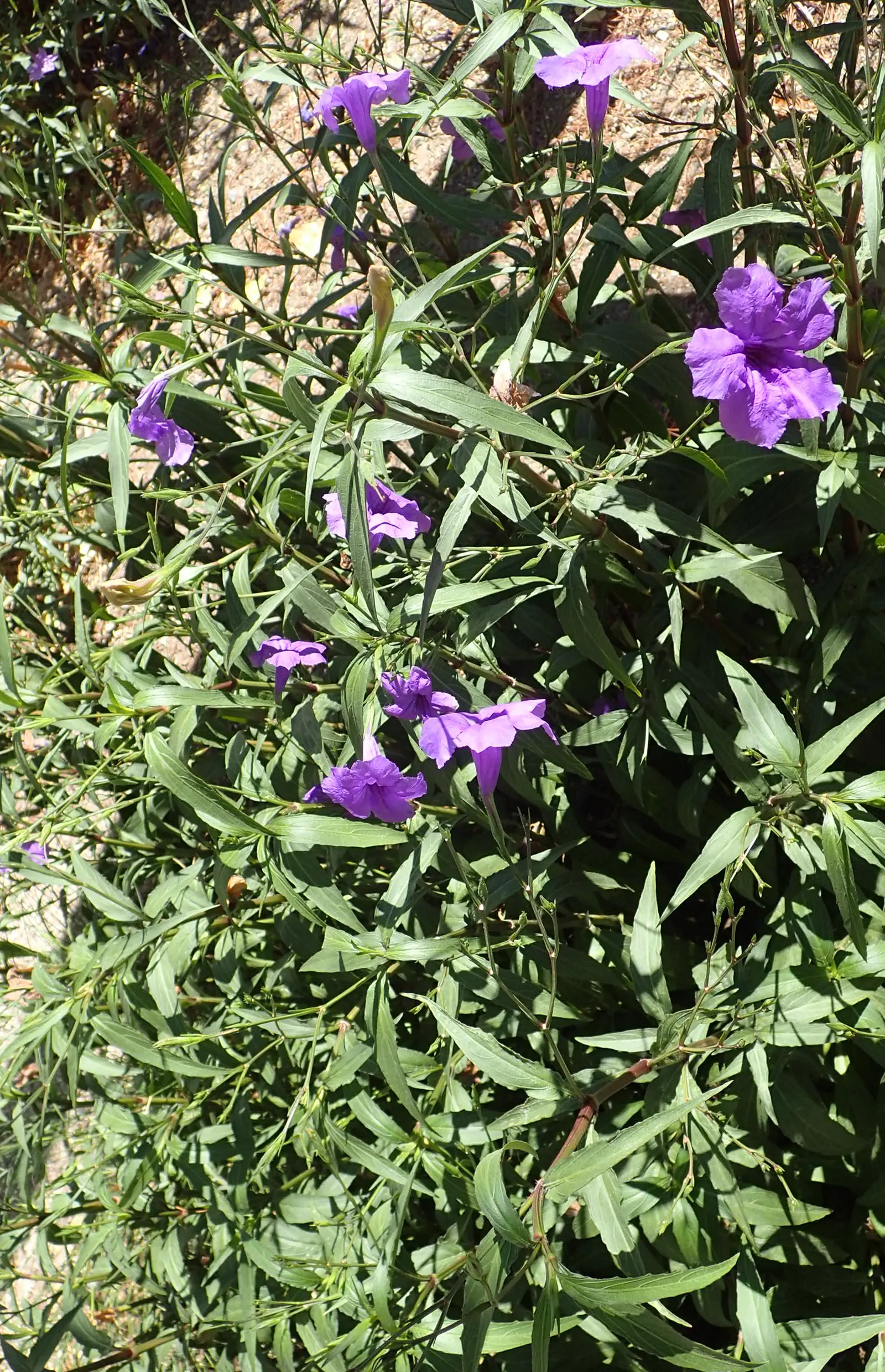 Mexican Bluebell (Ruellia Simplex) — the Mexican Bluebell is visually striking