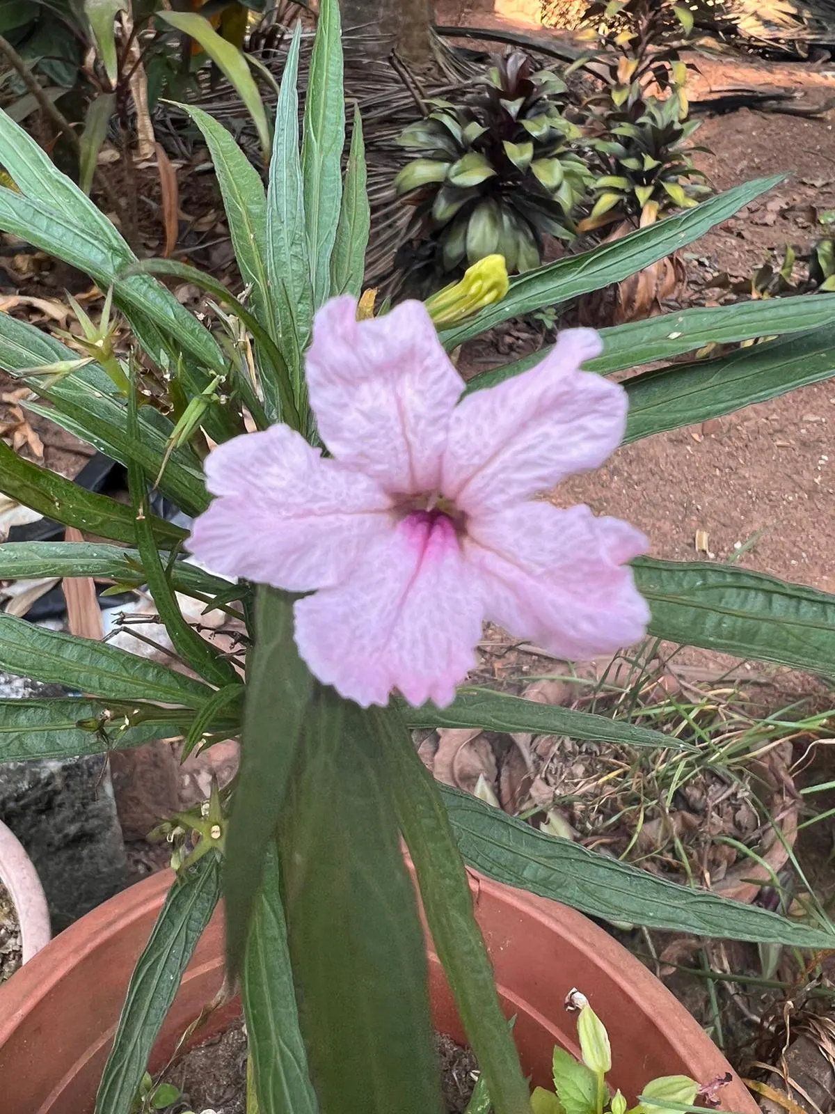 Mexican Bluebell (Ruellia Simplex) — Regular watering will keep this plant healthy; though they flourish in well-drained loamy or sandy substrates