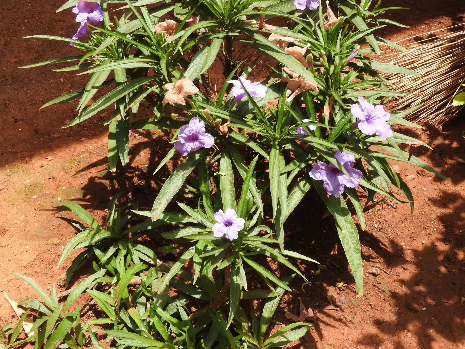 Mexican Bluebell (Ruellia Simplex) — tropical feel in a garden.<br><br>With its lance-shaped; dark green leaves and trumpet-like flowers