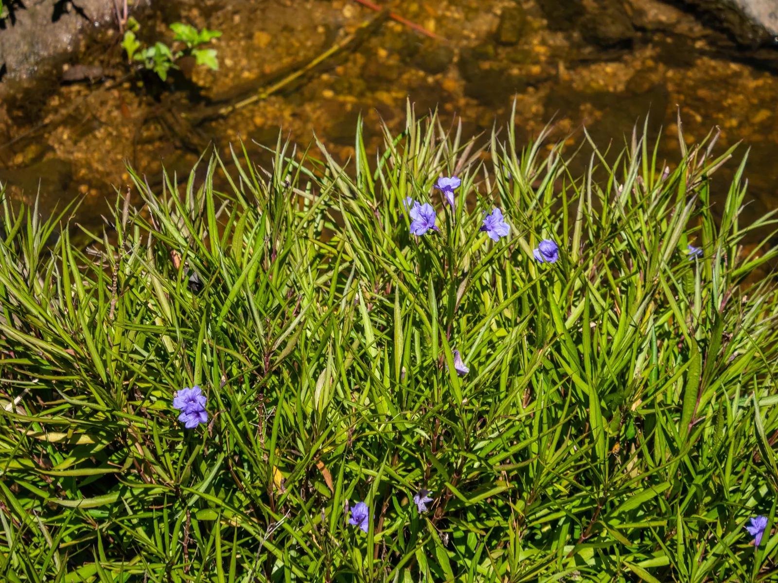 Mexican Bluebell (Ruellia Simplex) — yet striking ornamental that provides lasting beauty and pollinator benefits; it thrives in full sun to partial shade