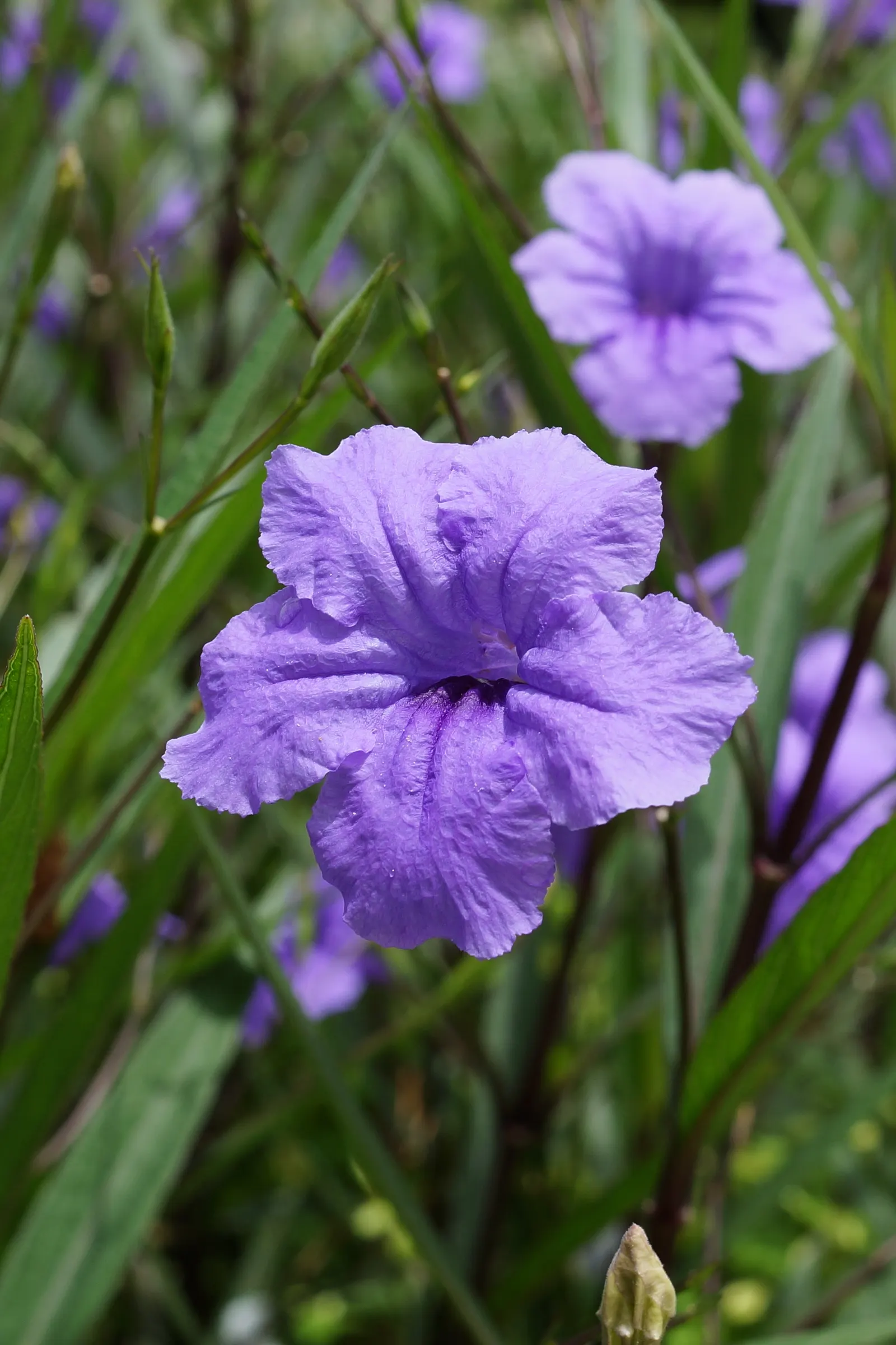 Mexican Bluebell (Ruellia Simplex) — the Mexican Bluebell is known to attract butterflies and hummingbirds; the flowers can range in hue from deep, image 70