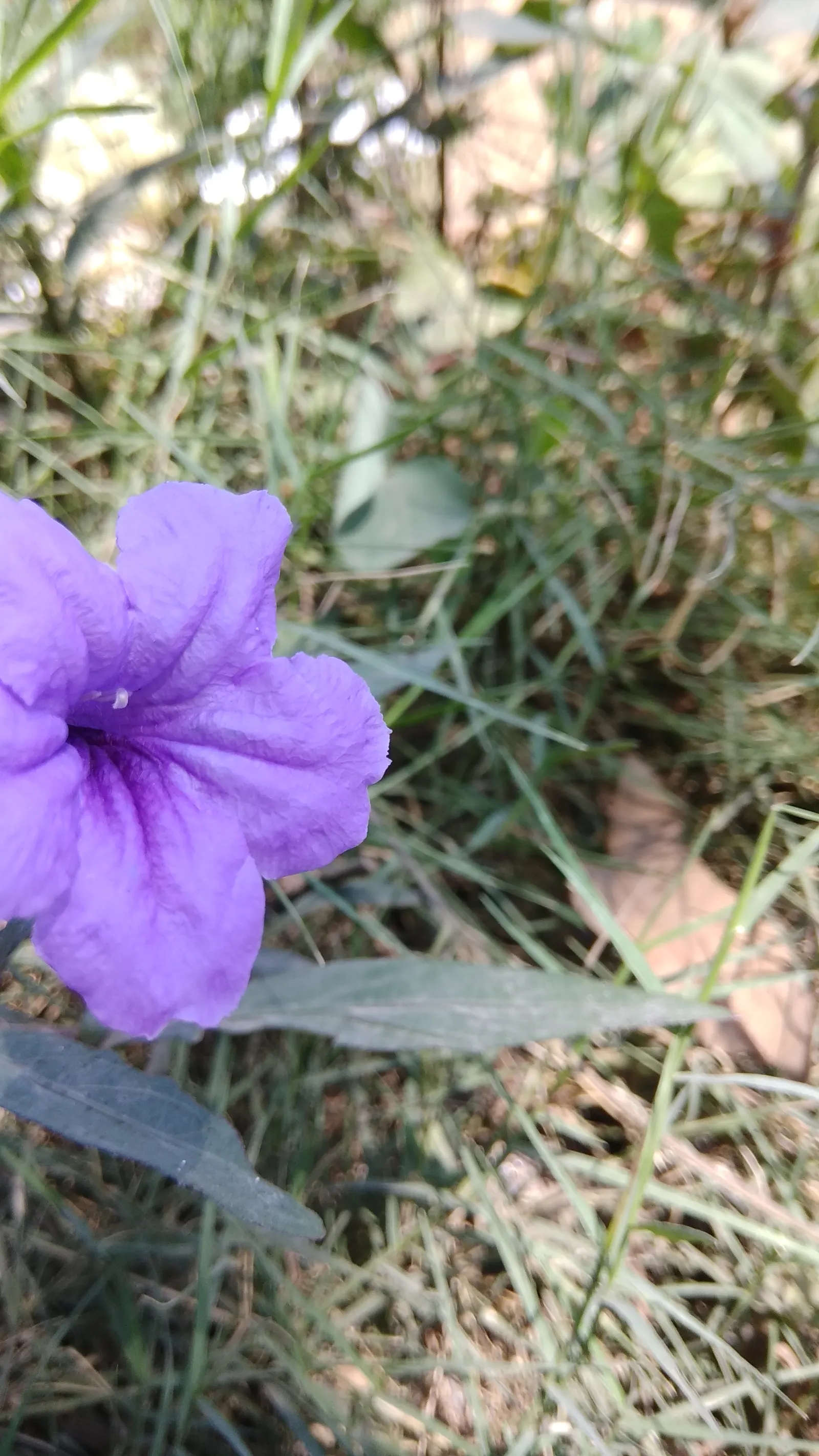 Mexican Bluebell (Ruellia Simplex) — Growing up to 2 to 3 feet in height and spreading approximately 1 to 2 feet wide; enhancing the ecological value of your