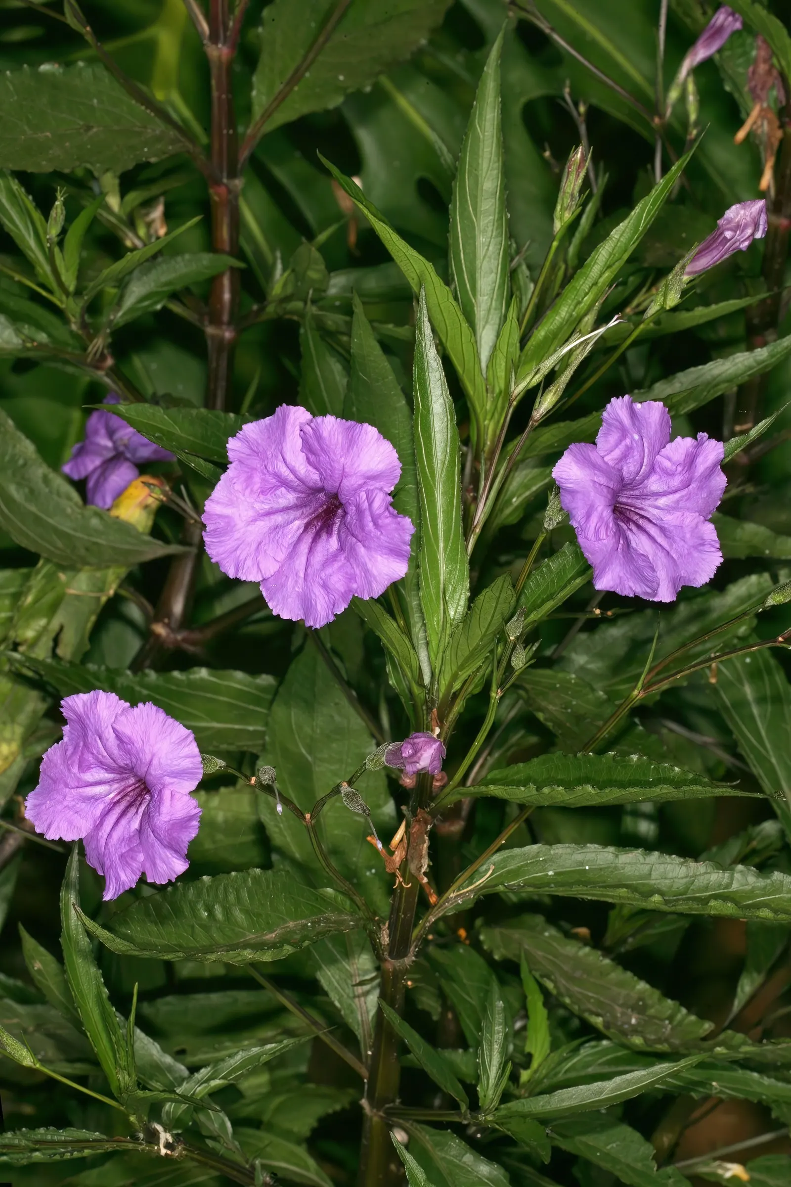 Mexican Bluebell (Ruellia Simplex) — Regular watering will keep this plant healthy; though they flourish in well-drained loamy or sandy substrates, image 67