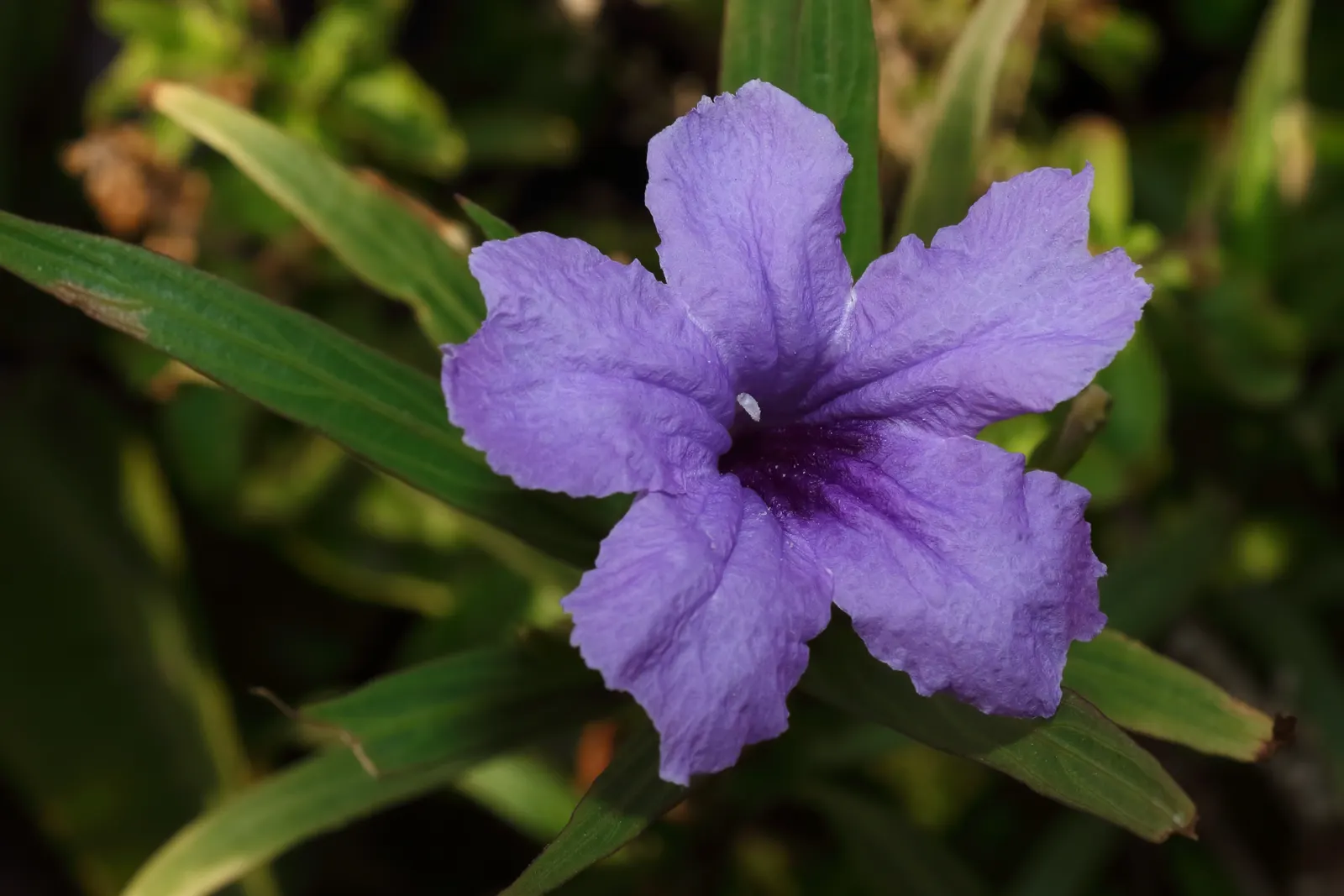 Mexican Bluebell (Ruellia Simplex) — Regular watering will keep this plant healthy