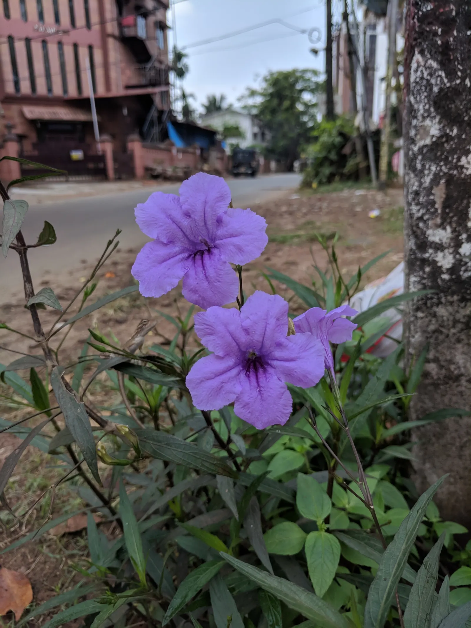 Mexican Bluebell (Ruellia Simplex) — Ideal for USDA zones 8-11; perennial for full or half or shade, image 54