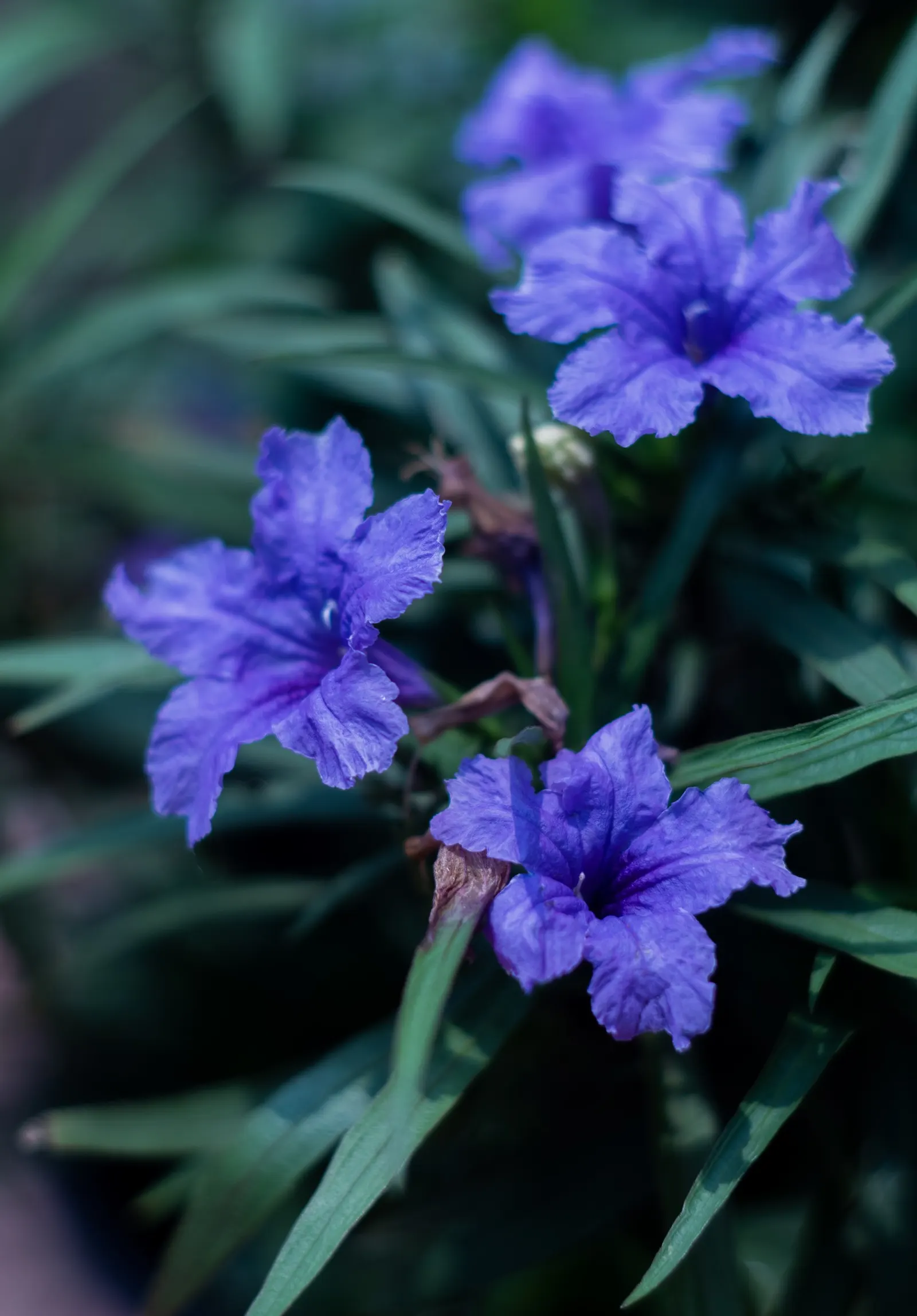Mexican Bluebell (Ruellia Simplex) — and typically bloom from early summer until the first frost, image 38