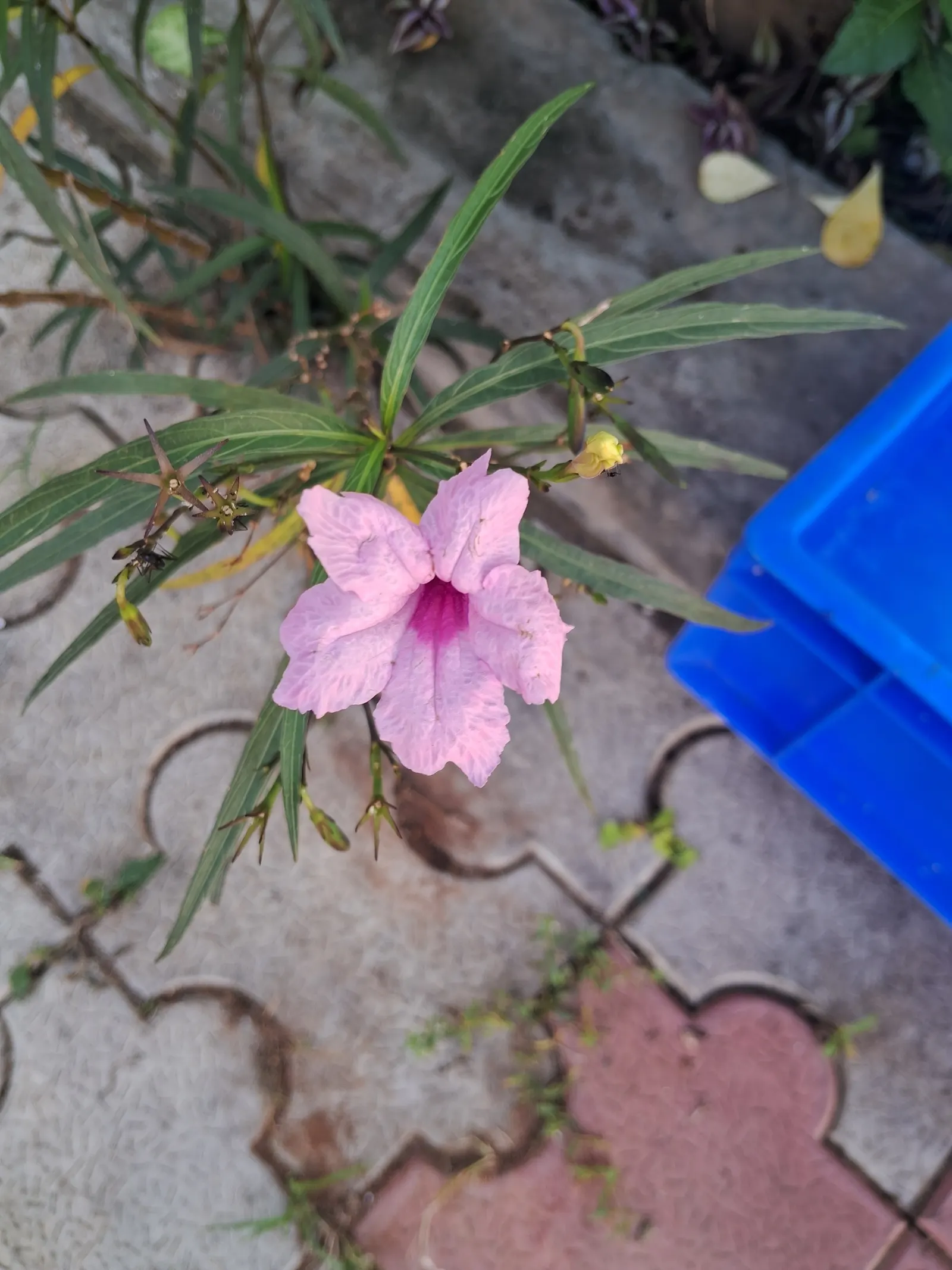 Mexican Bluebell (Ruellia Simplex) — though they flourish in well-drained loamy or sandy substrates; tropical feel in a garden.<br><br>With its, image 66