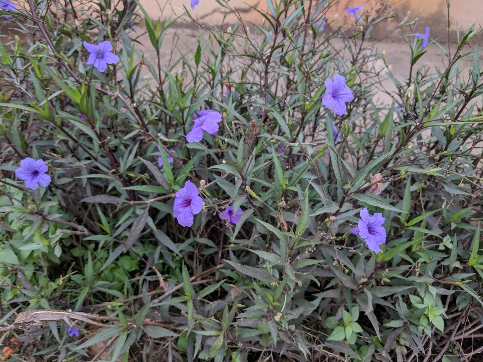Mexican Bluebell (Ruellia Simplex) — This drought-tolerant species also attracts hummingbirds and butterflies; the Mexican Bluebell is visually, image 77