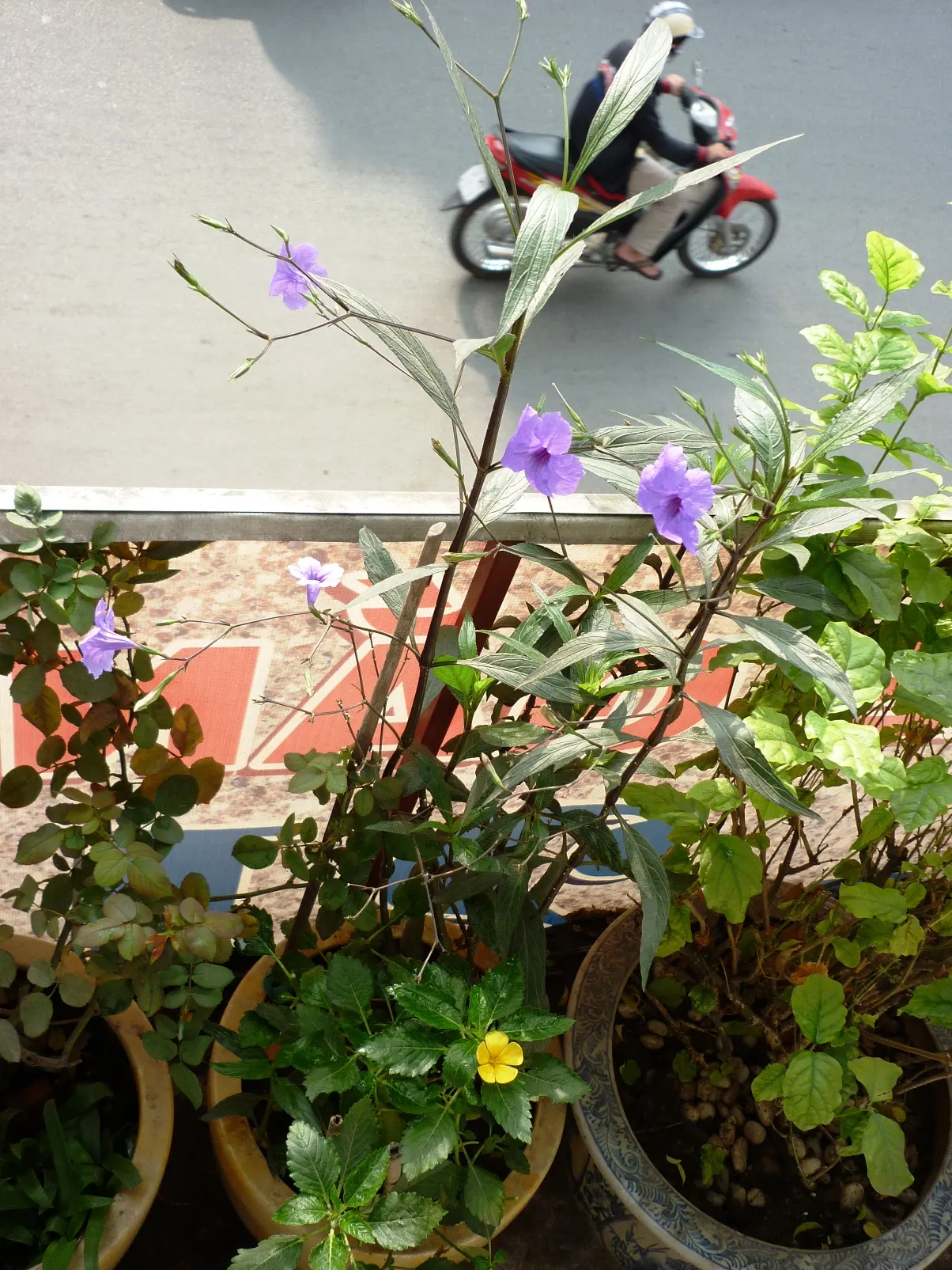 Mexican Bluebell (Ruellia Simplex) — perennial for full or half or shade; yet striking ornamental that provides lasting beauty and pollinator benefits