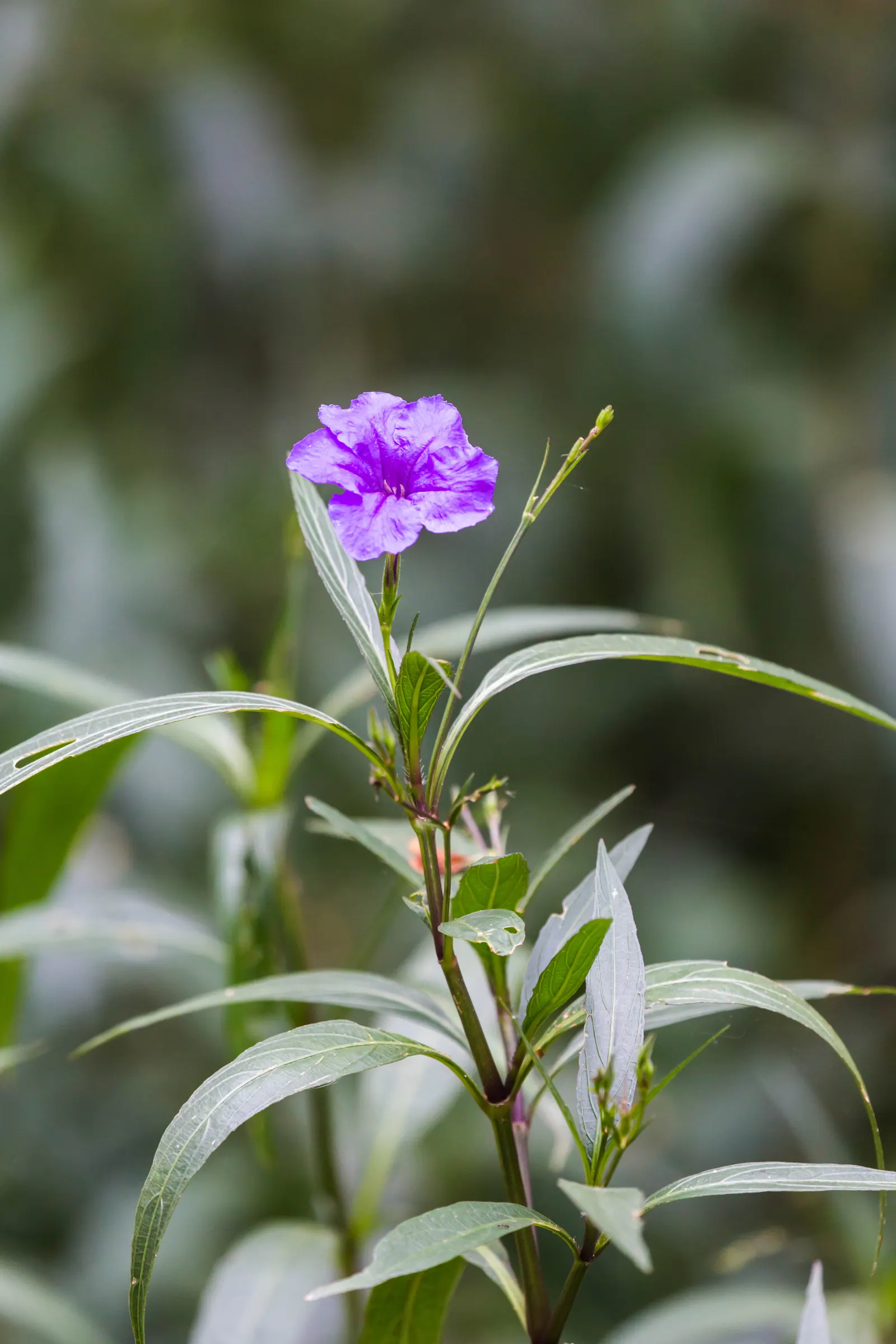 Mexican Bluebell (Ruellia Simplex) — the Mexican Bluebell is visually striking; perennial with blue and lavender and violet blooms