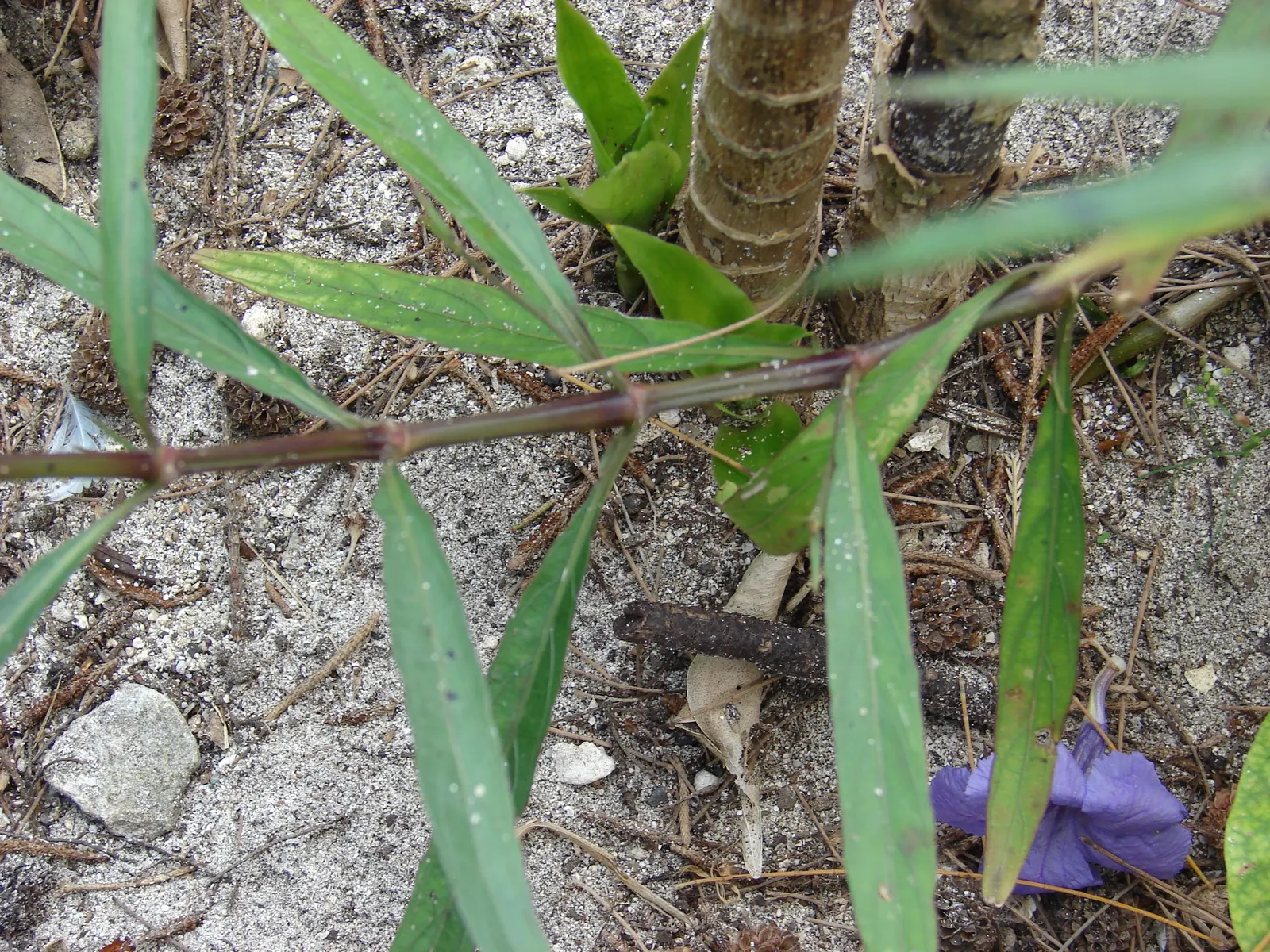 Mexican Bluebell (Ruellia Simplex) — the Mexican Bluebell is visually striking; perennial with blue and lavender and violet blooms, image 61