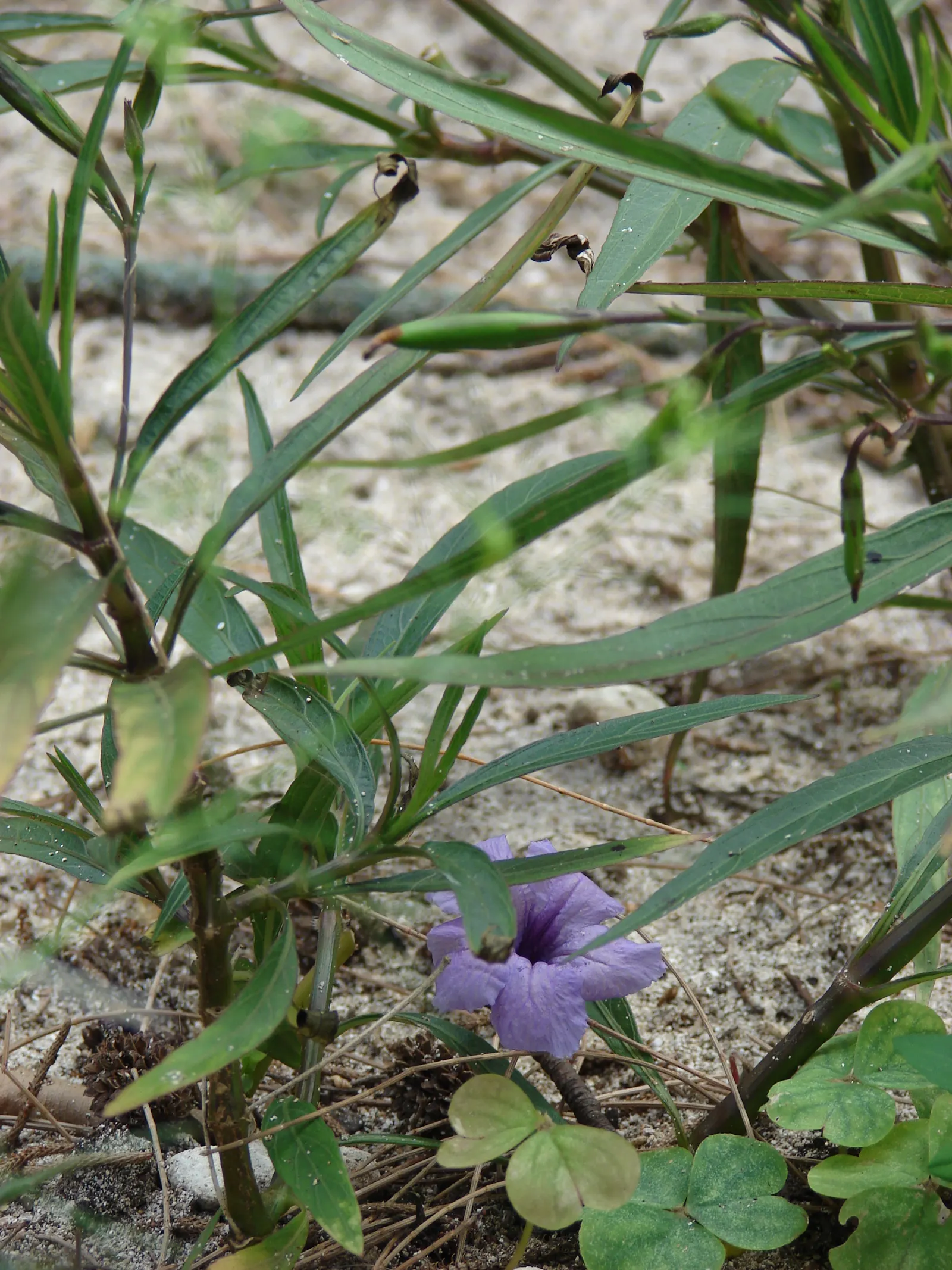Mexican Bluebell (Ruellia Simplex) — but it is also drought-tolerant once established