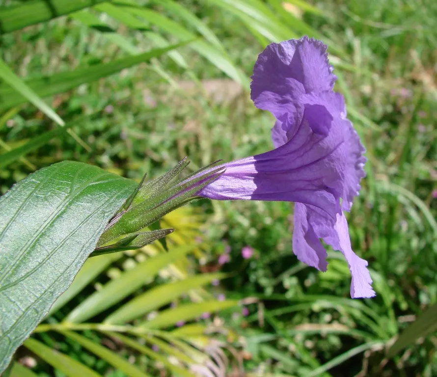 Mexican Bluebell (Ruellia Simplex) — is a vibrant and versatile perennial that will add a splash of color to any landscape design