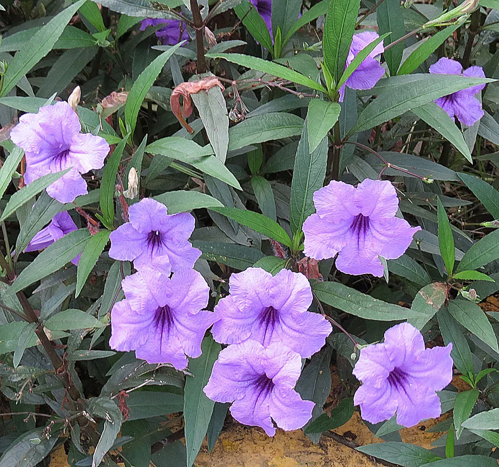 Mexican Bluebell (Ruellia Simplex) — This drought-tolerant species also attracts hummingbirds and butterflies; the Mexican Bluebell is visually striking