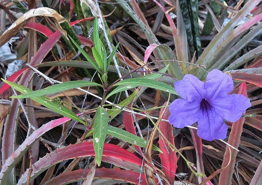 Mexican Bluebell (Ruellia Simplex) — dark green leaves and trumpet-like flowers; regular watering will keep this plant healthy