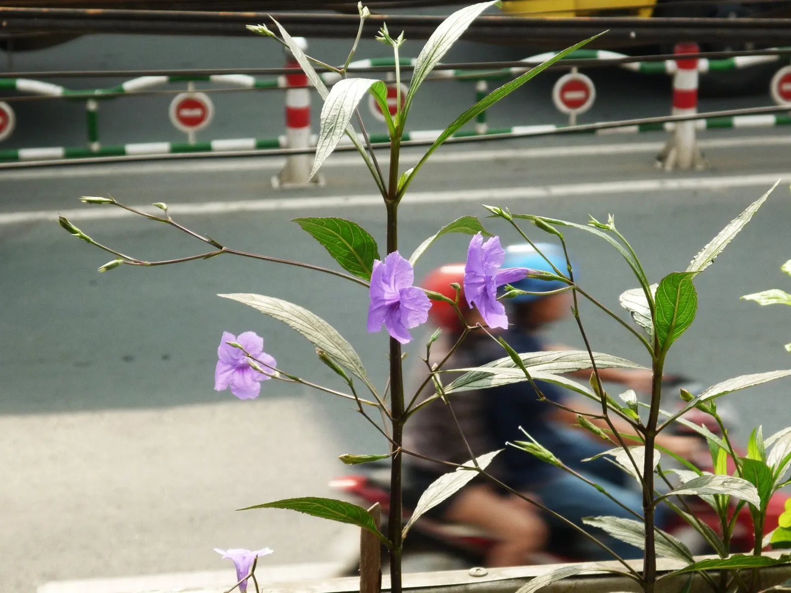 Mexican Bluebell (Ruellia Simplex) — tropical feel in a garden.<br><br>With its lance-shaped; dark green leaves and trumpet-like flowers, image 59