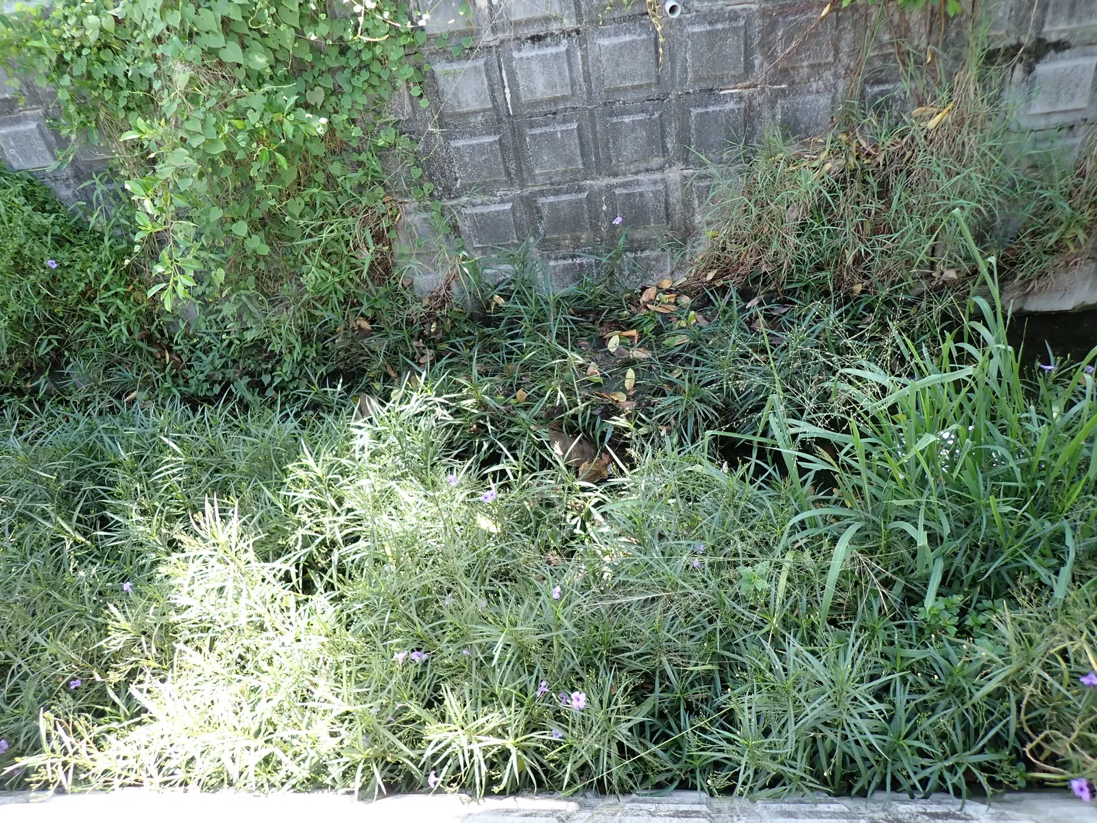 Mexican Bluebell (Ruellia Simplex) — Growing up to 2 to 3 feet in height and spreading approximately 1 to 2 feet wide; enhancing the ecological, image 82