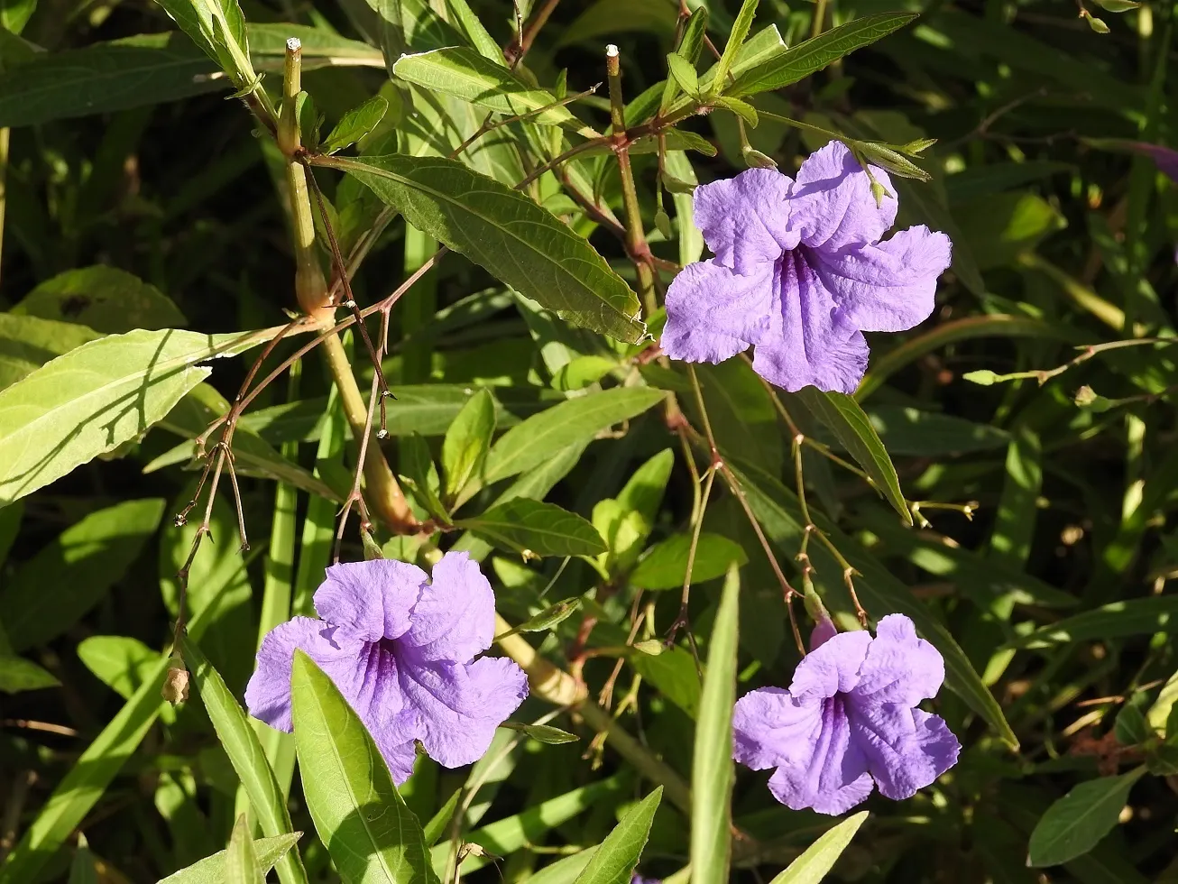 Mexican Bluebell (Ruellia Simplex) — though they flourish in well-drained loamy or sandy substrates; tropical feel in a garden.<br><br>With its lance-shaped