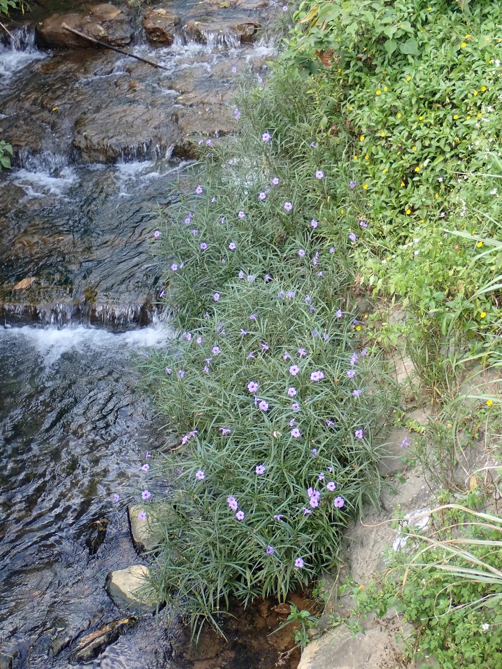 Mexican Bluebell (Ruellia Simplex) — tropical feel in a garden.<br><br>With its lance-shaped