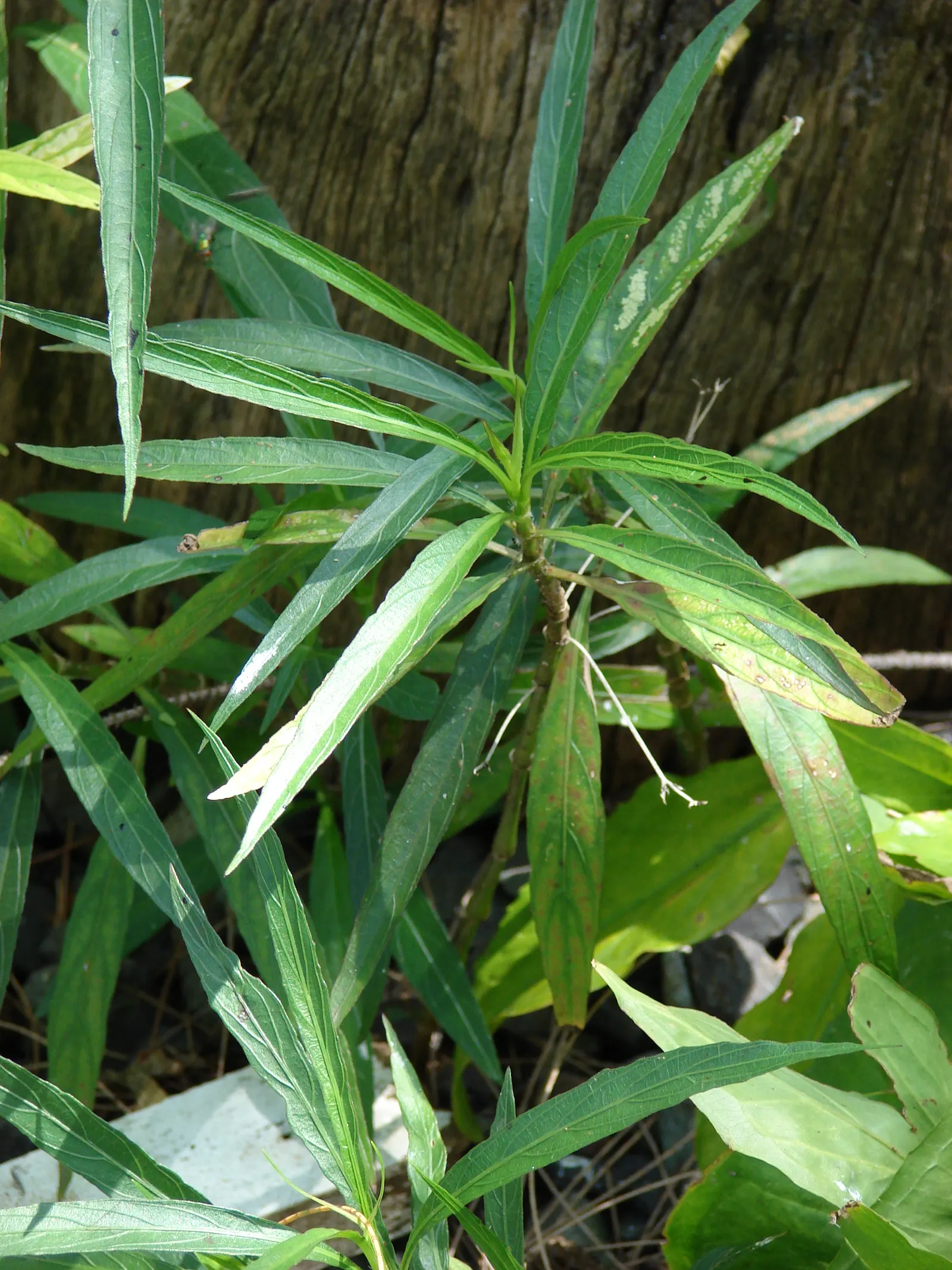 Mexican Bluebell (Ruellia Simplex) — The flowers can range in hue from deep blue to purples and even to white; is a vibrant and versatile perennial, image 87