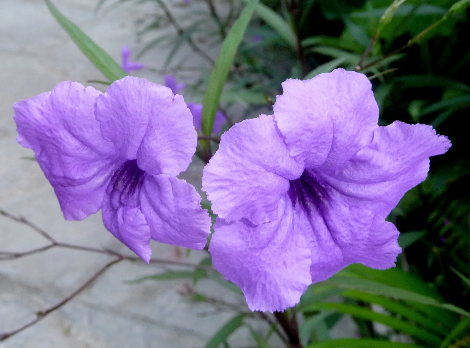 Mexican Bluebell (Ruellia Simplex) — This drought-tolerant species also attracts hummingbirds and butterflies; the Mexican Bluebell is visually, image 52