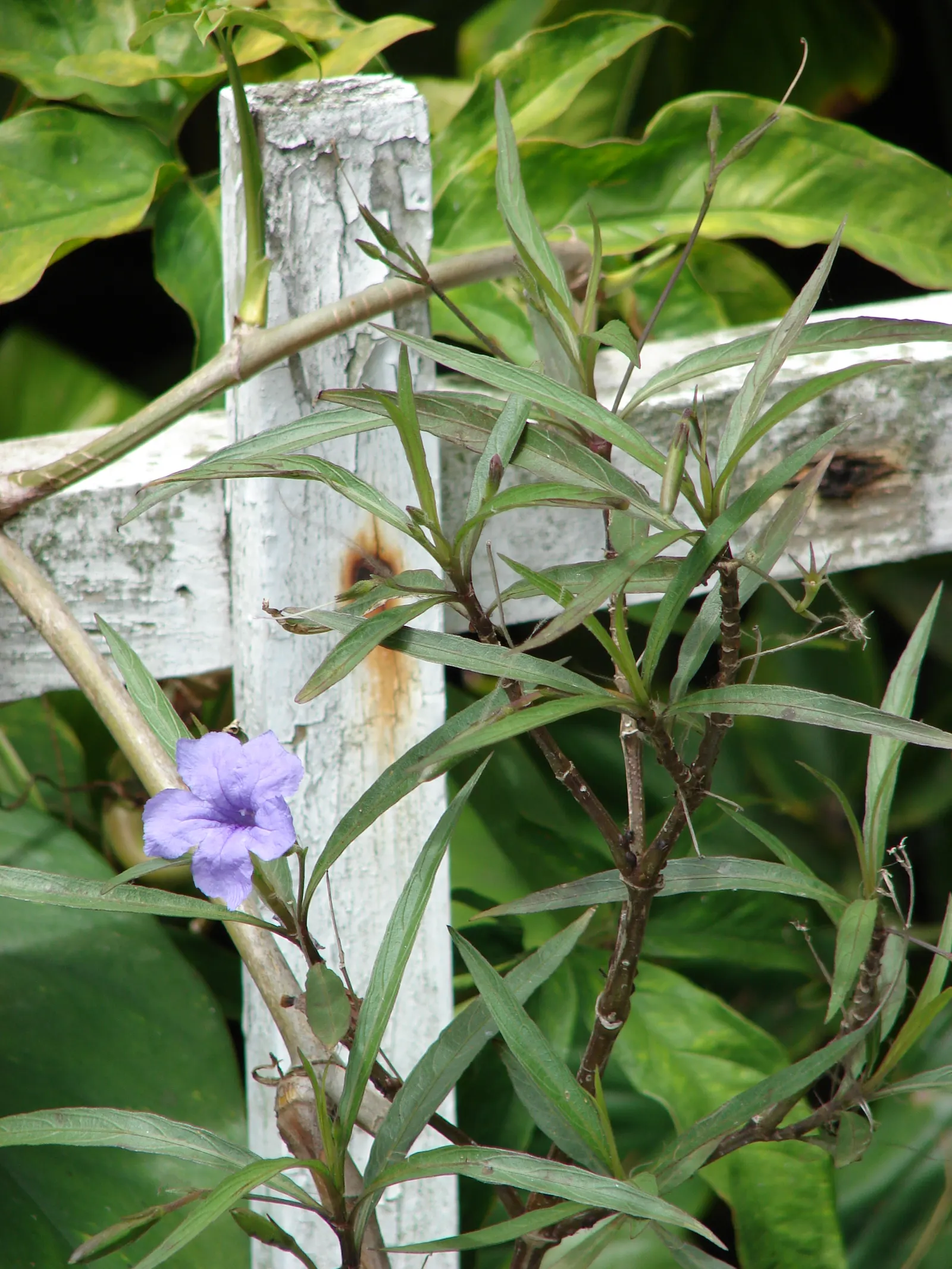 Mexican Bluebell (Ruellia Simplex) — providing both aesthetic and ecological value; but it is also drought-tolerant once established