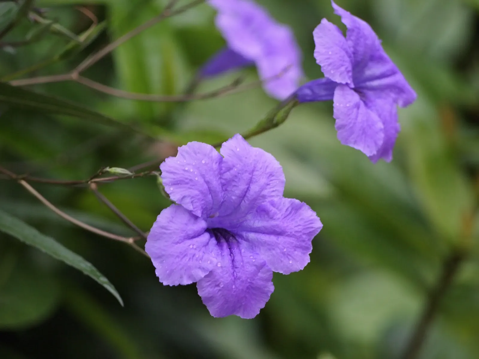 Mexican Bluebell (Ruellia Simplex) — offering a lengthy display of color; the Mexican Bluebell is known to attract butterflies and hummingbirds
