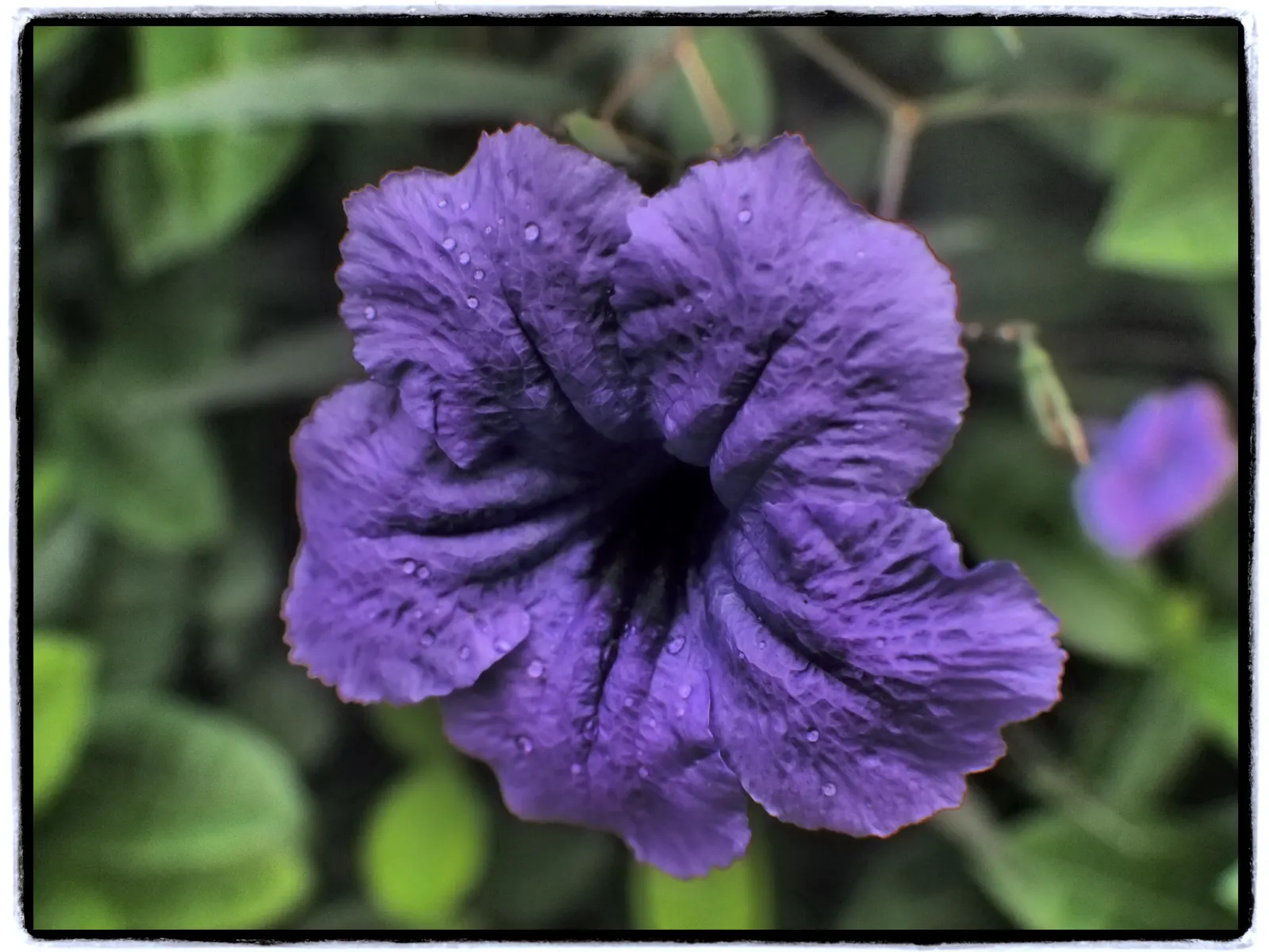 Mexican Bluebell (Ruellia Simplex) — it requires well-draining soil and benefits from occasional pruning to maintain its bushy appearance