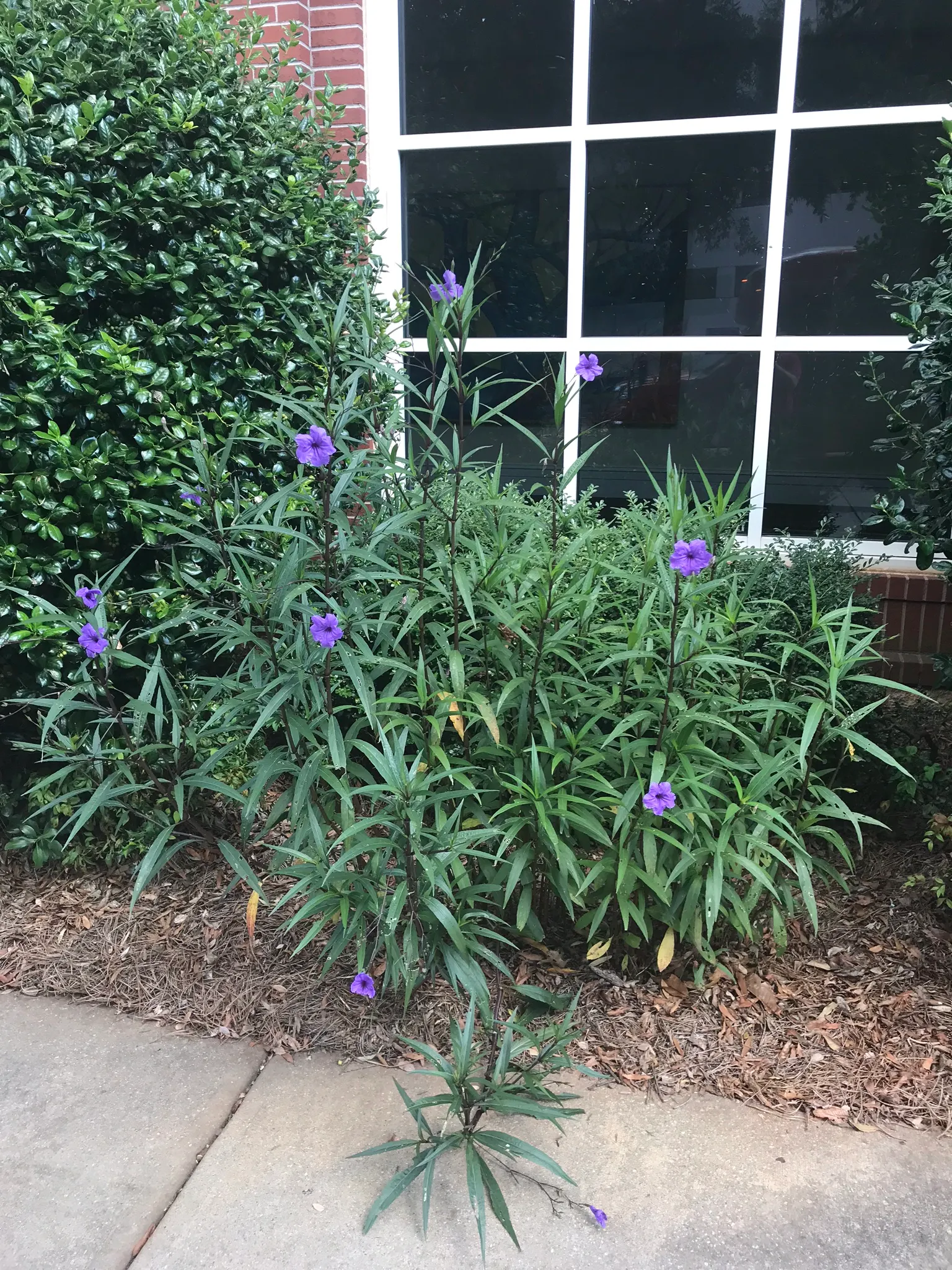 Mexican Bluebell (Ruellia Simplex) — this lush plant is perfect for creating a lush; providing both aesthetic and ecological value, image 58