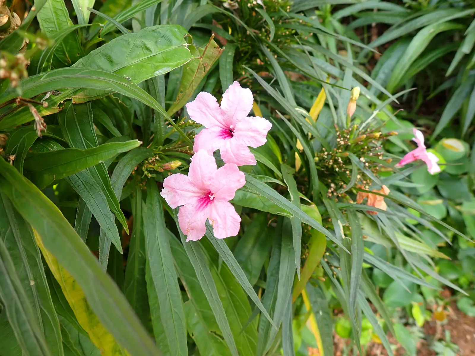 Mexican Bluebell (Ruellia Simplex) — and typically bloom from early summer until the first frost