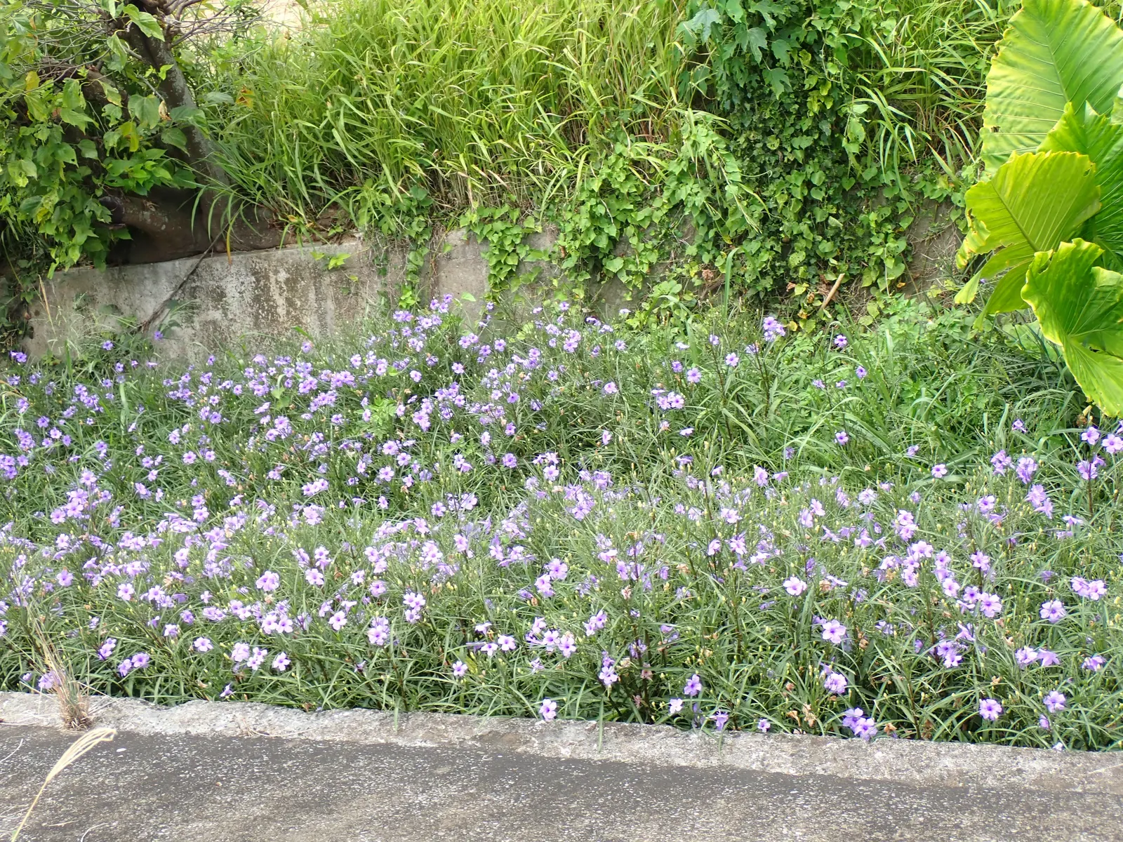 Mexican Bluebell (Ruellia Simplex) — blue and lavender and violet flowers in the garden