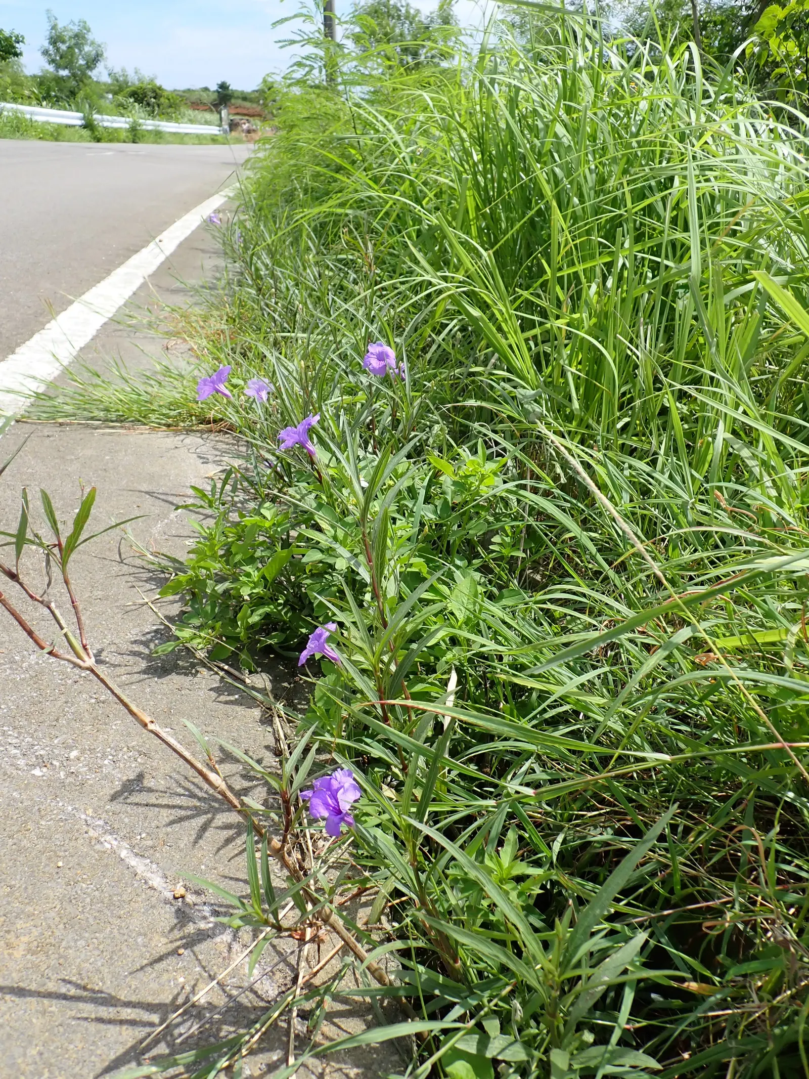 Mexican Bluebell (Ruellia Simplex) — and typically bloom from early summer until the first frost, image 88