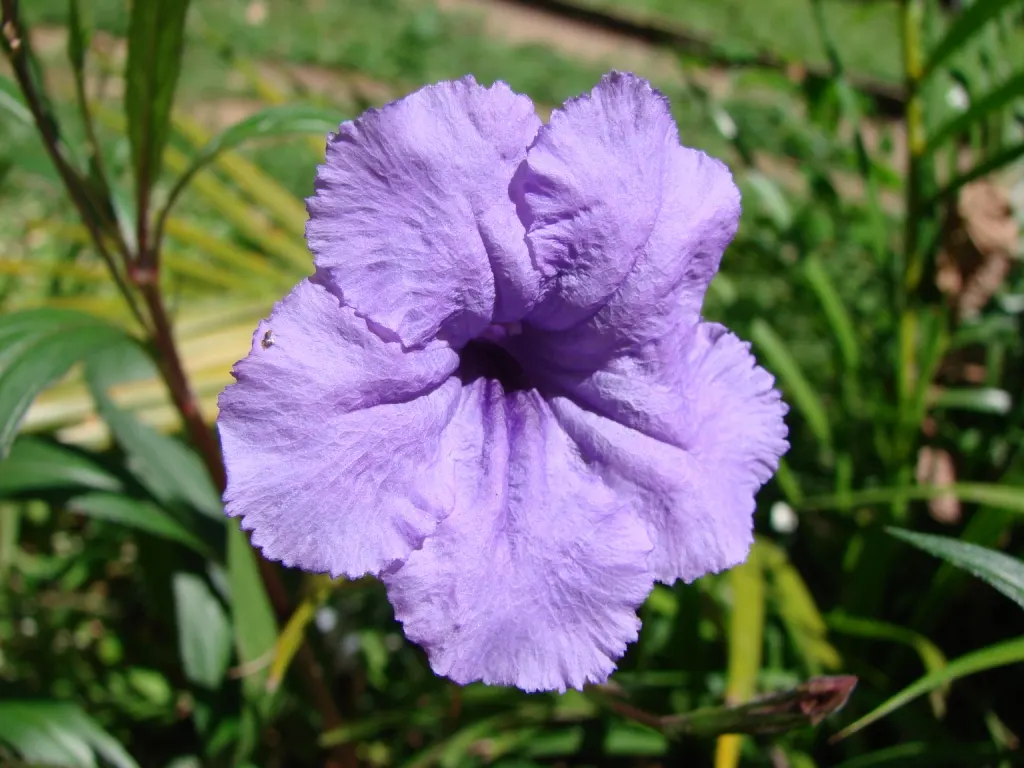 Mexican Bluebell (Ruellia Simplex) — making it relatively low-maintenance.<br><br>Furthermore; it requires well-draining soil and benefits from occasional