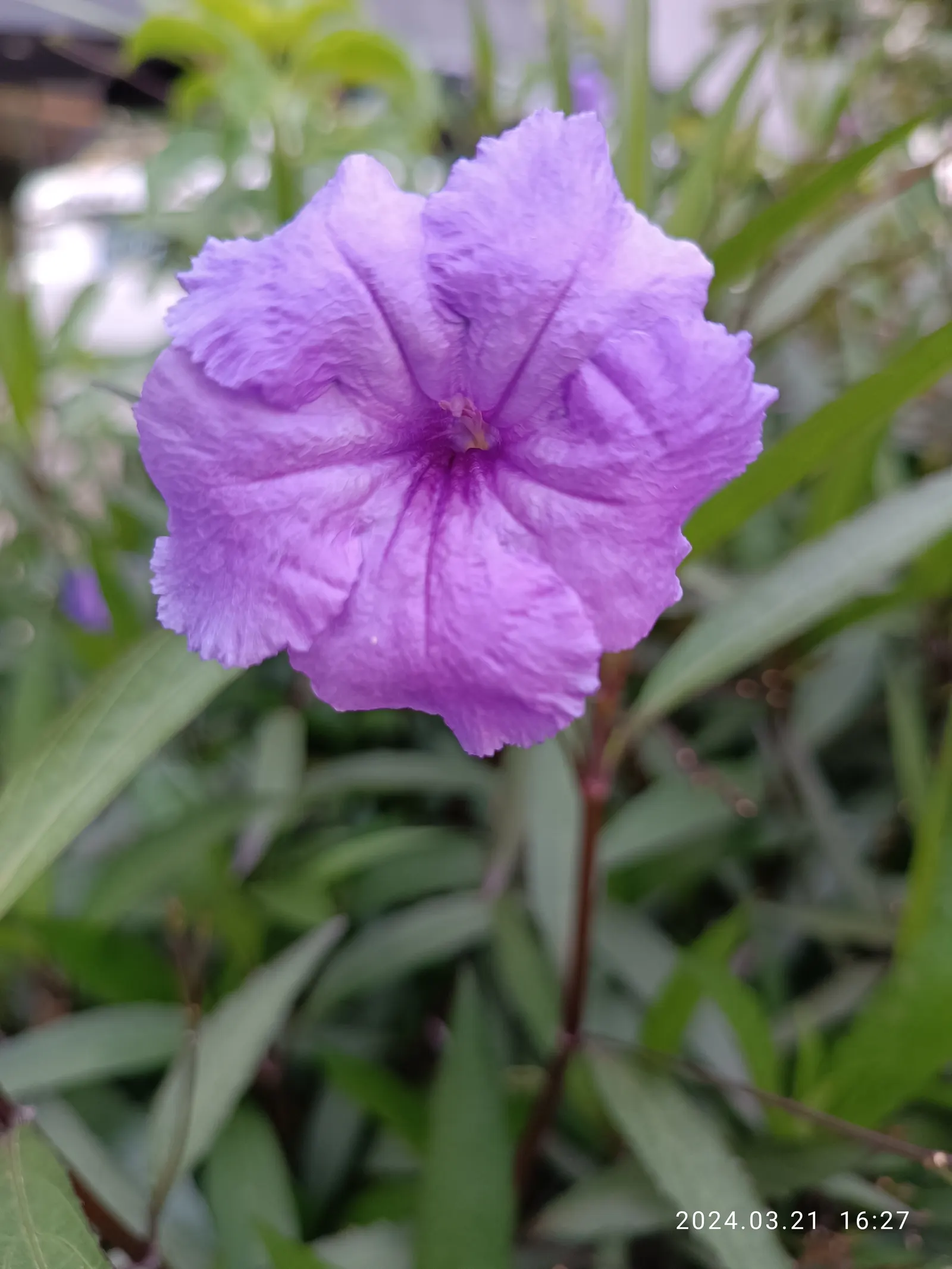 Mexican Bluebell (Ruellia Simplex) — blue and lavender and violet flowers in the garden; this lush plant is perfect for creating a lush, image 73