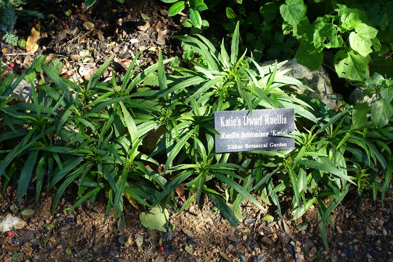 Mexican Bluebell (Ruellia Simplex) — perennial for full or half or shade