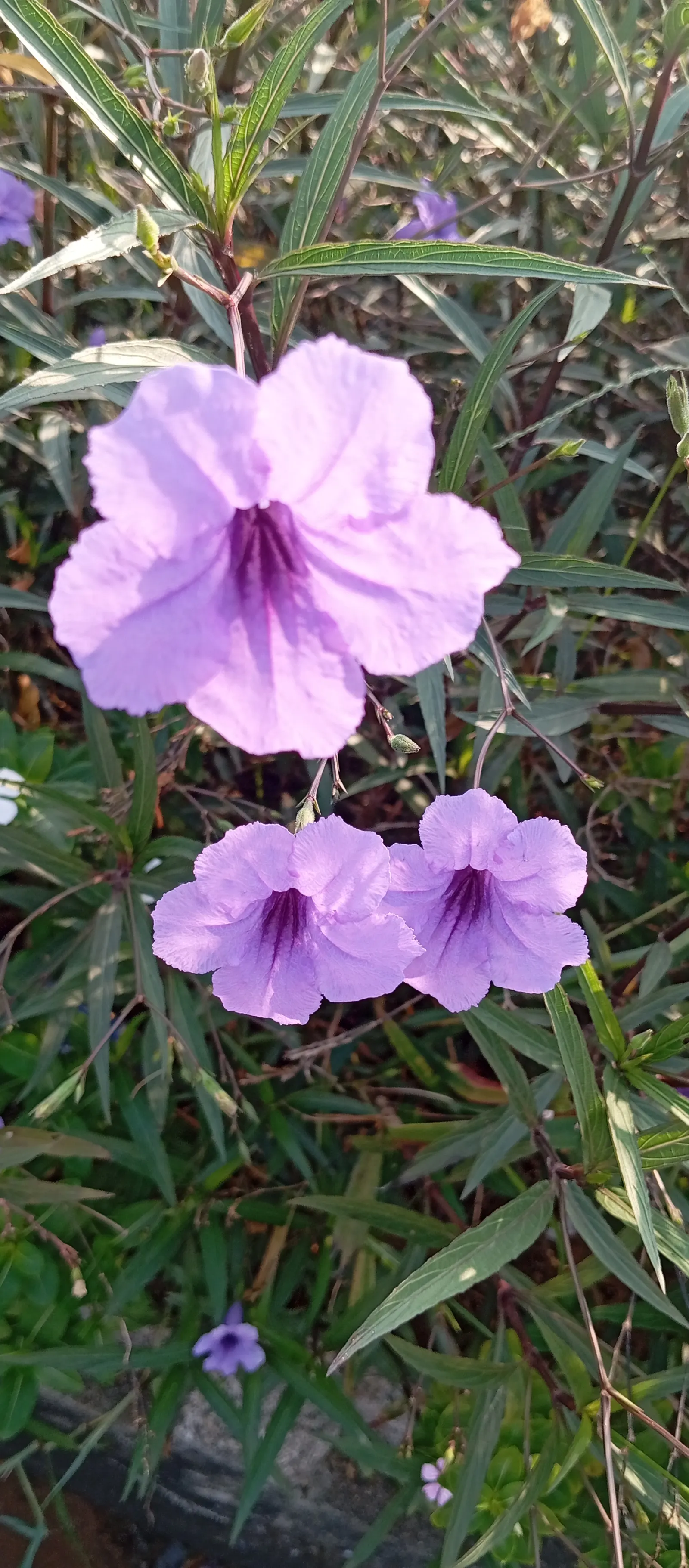 Mexican Bluebell (Ruellia Simplex) — Hardiness zones for this plant are 8 to 11; this drought-tolerant species also attracts hummingbirds and, image 65
