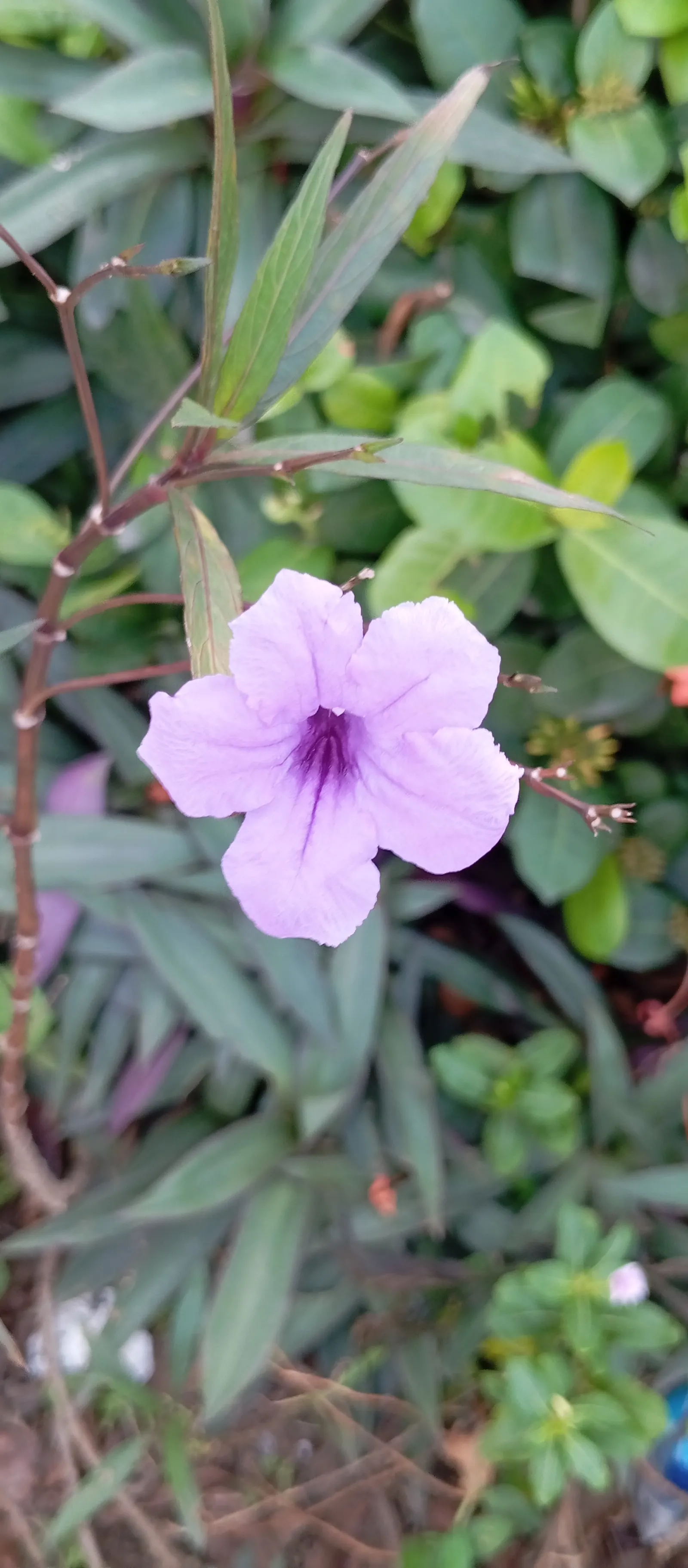 Mexican Bluebell (Ruellia Simplex) — this lush plant is perfect for creating a lush