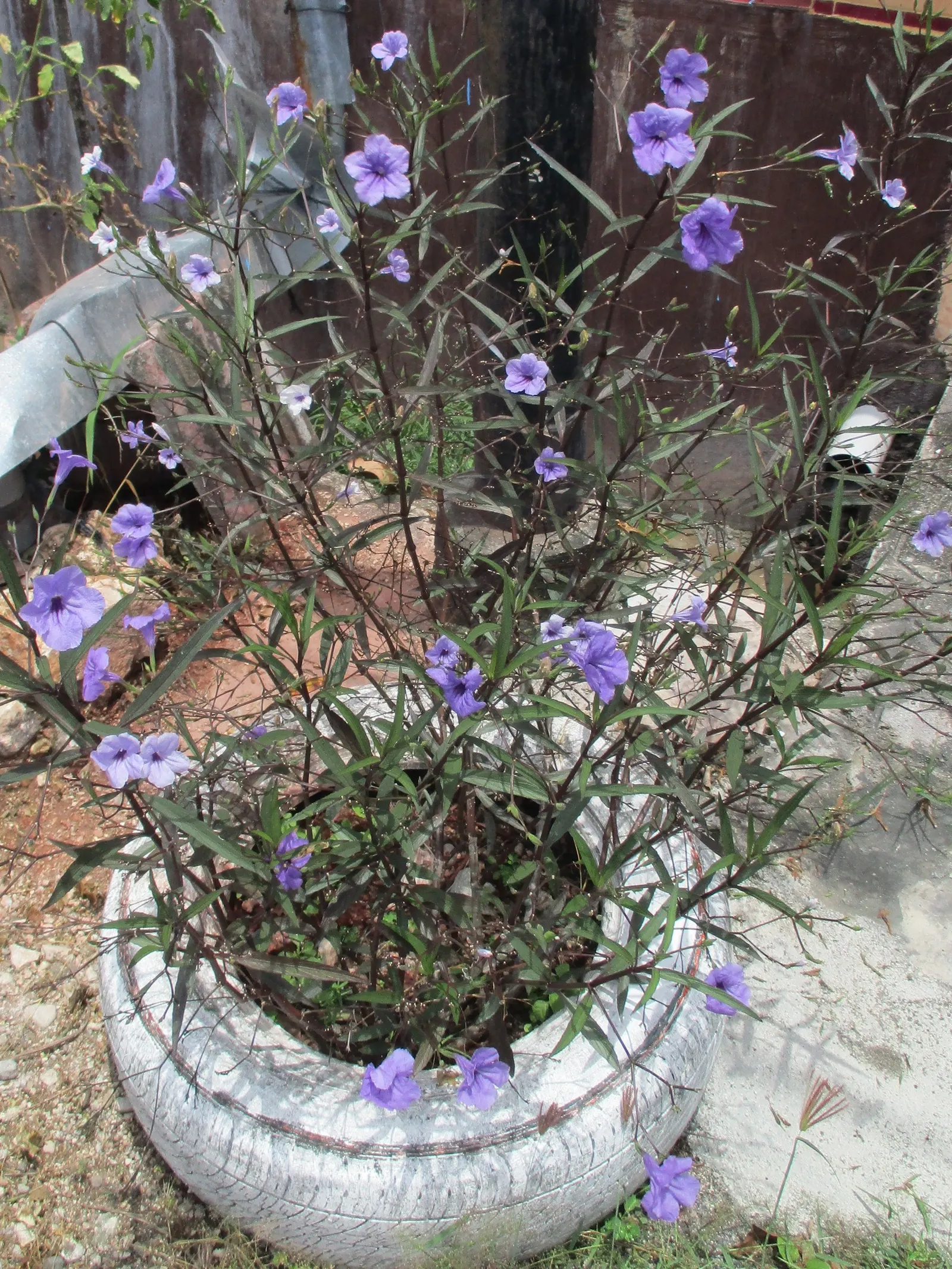 Mexican Bluebell (Ruellia Simplex) — offering a lengthy display of color