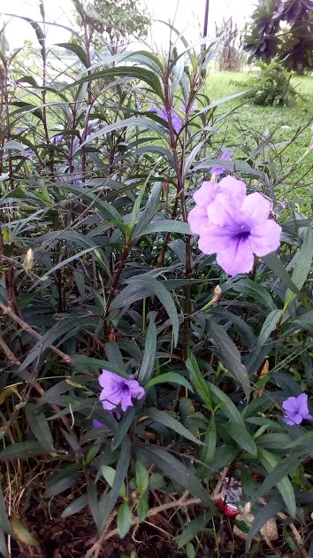 Mexican Bluebell (Ruellia Simplex) — is a vibrant and versatile perennial that will add a splash of color to any landscape design; offering a, image 81