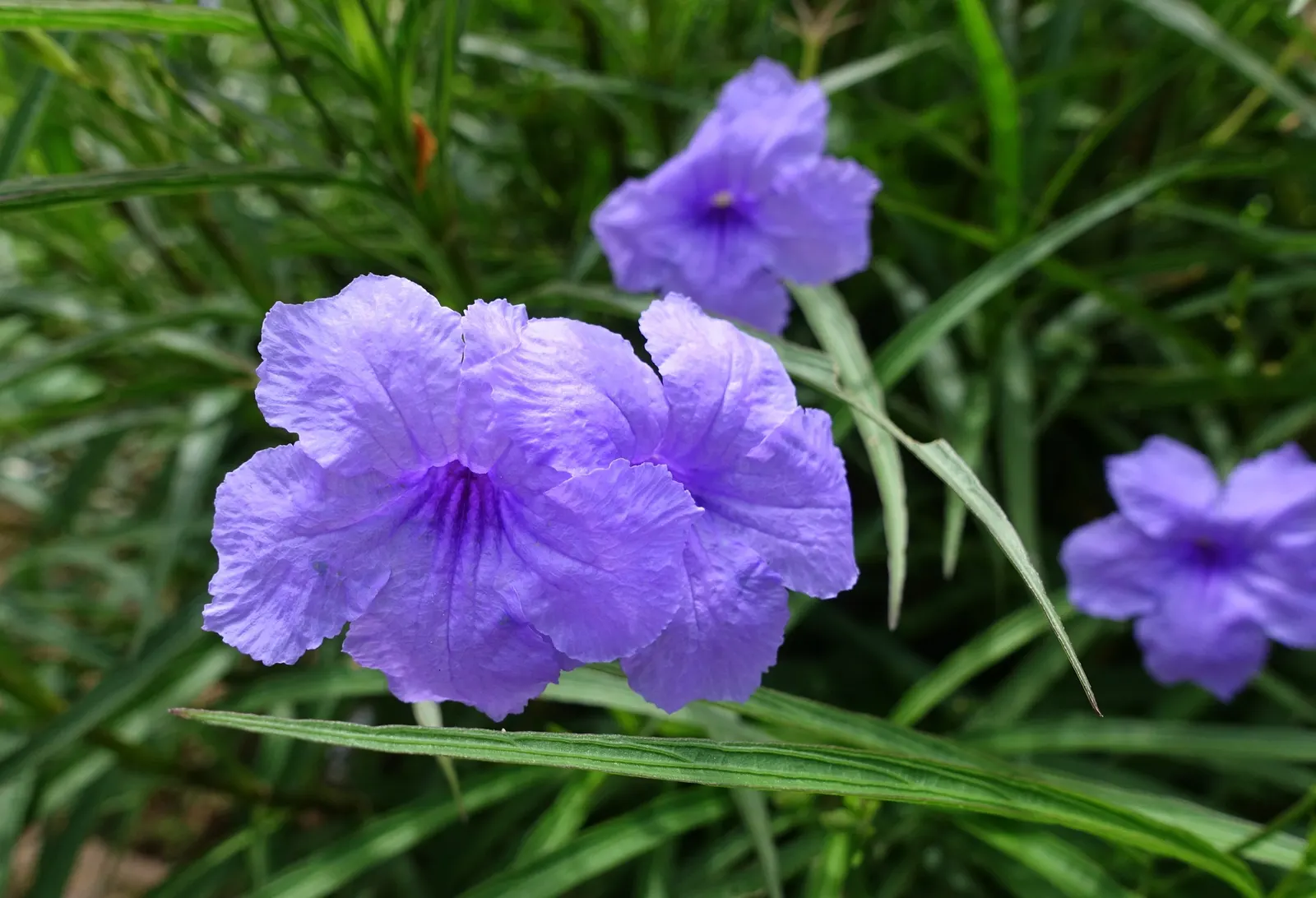 Mexican Bluebell (Ruellia Simplex) — Hardiness zones for this plant are 8 to 11; this drought-tolerant species also attracts hummingbirds and butterflies
